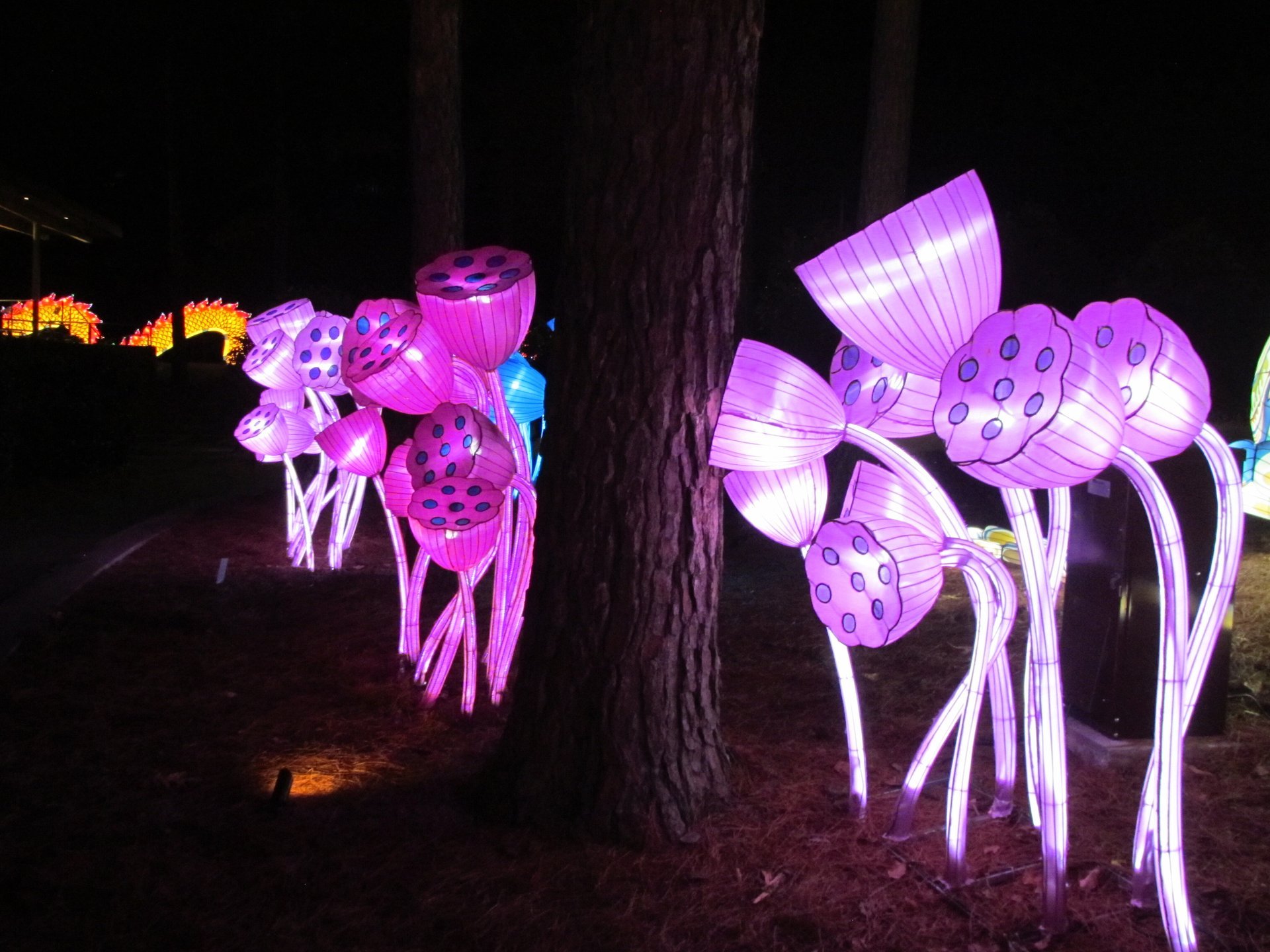 NC Chinese Lantern Festival