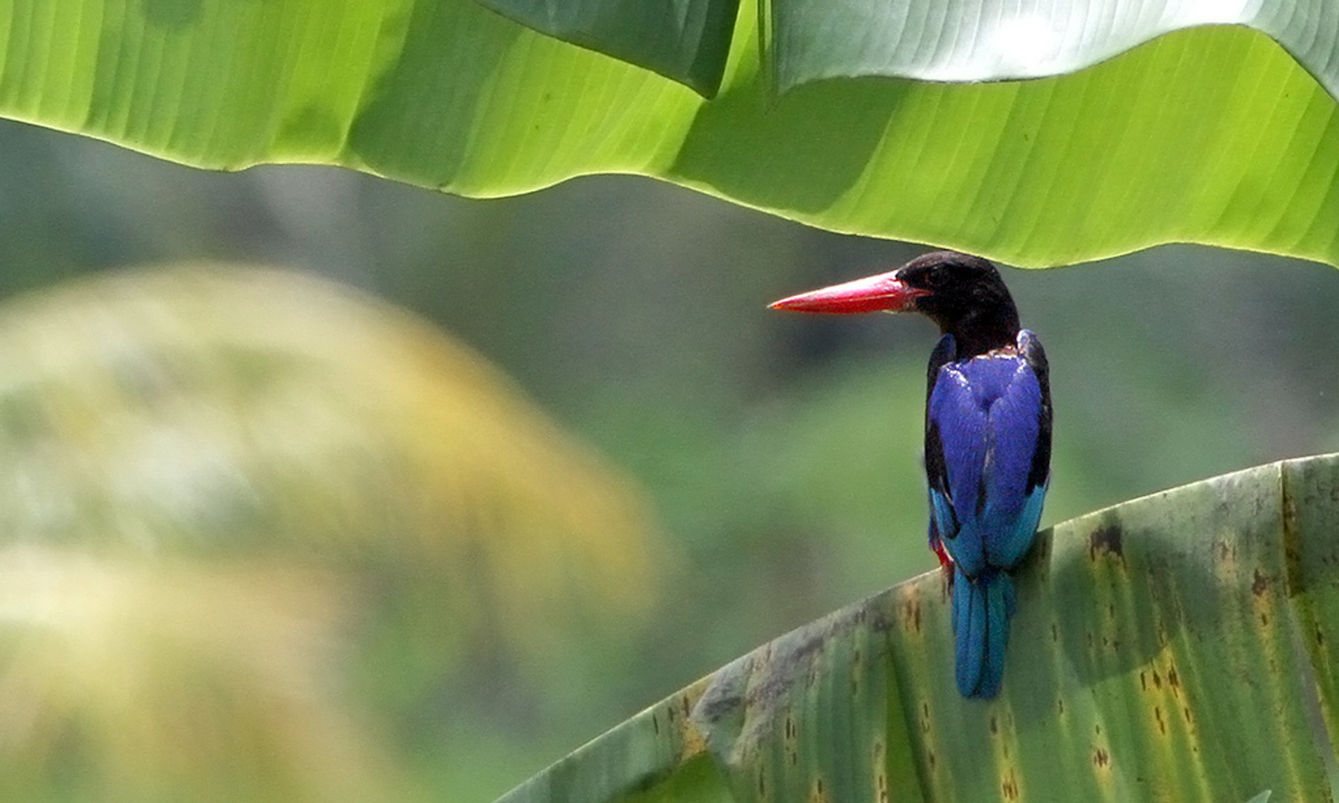 Observation des oiseaux