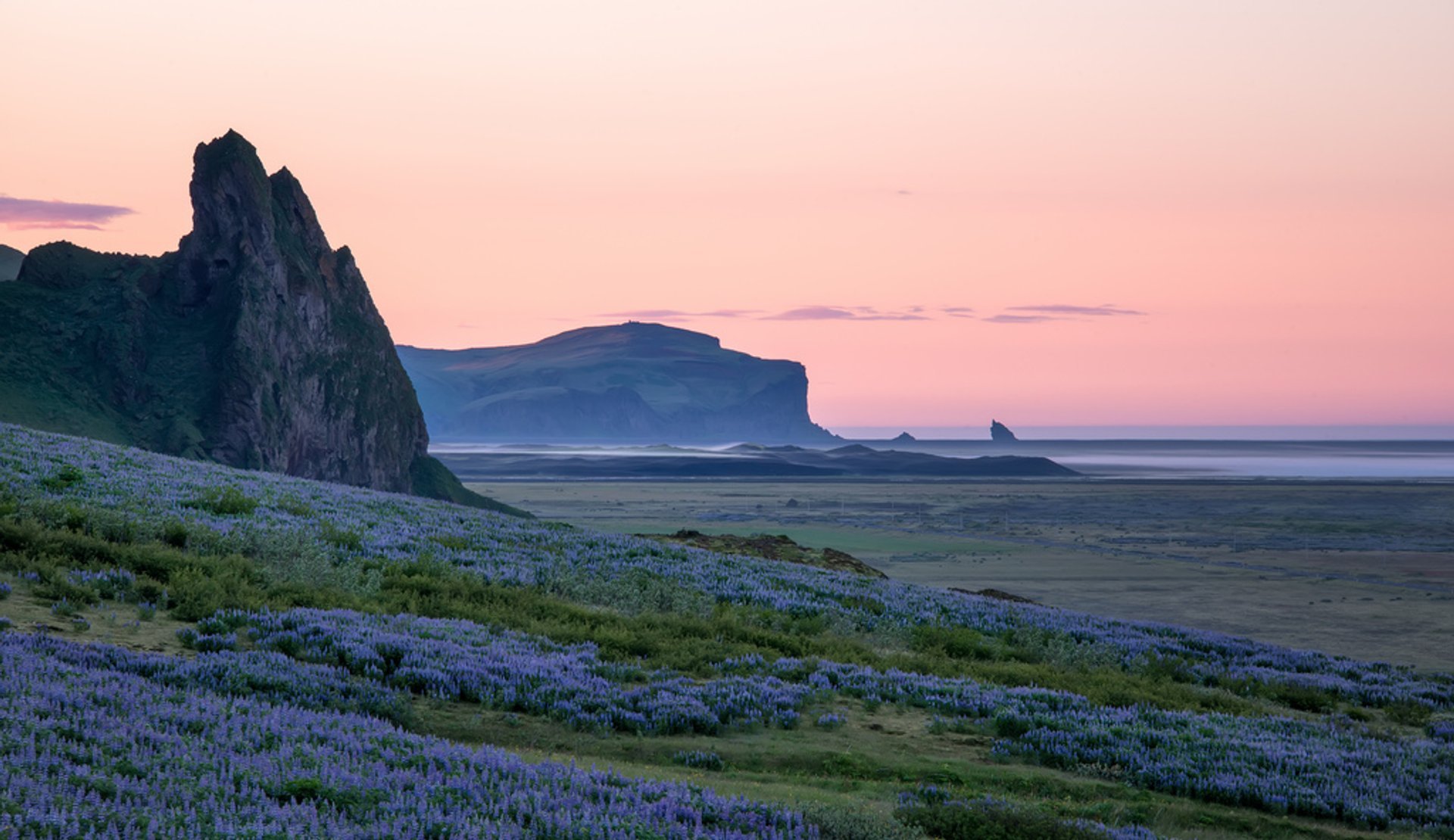 Lupine Blütezeit