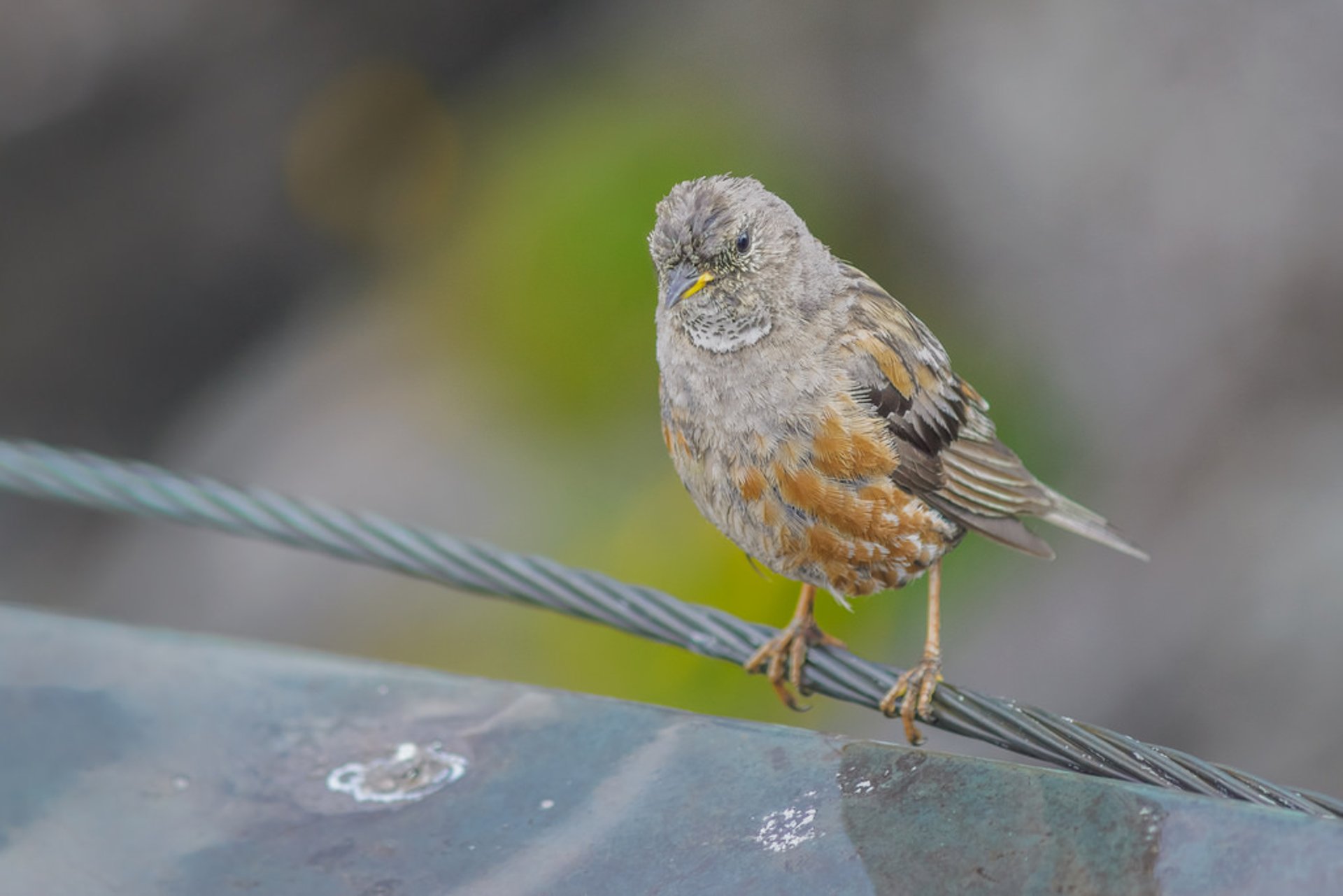 Vogelbeobachtung