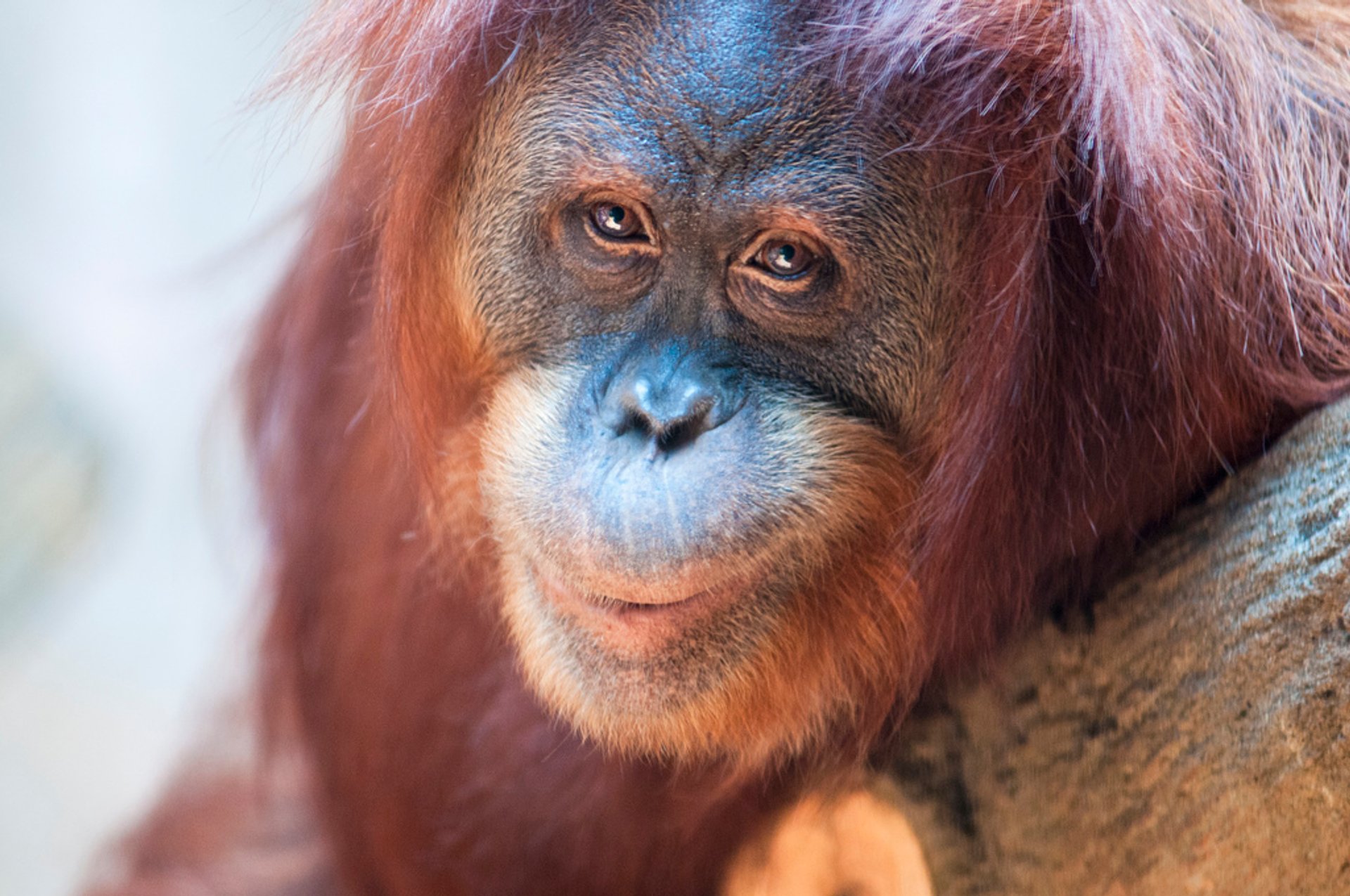 Observando orangulanos