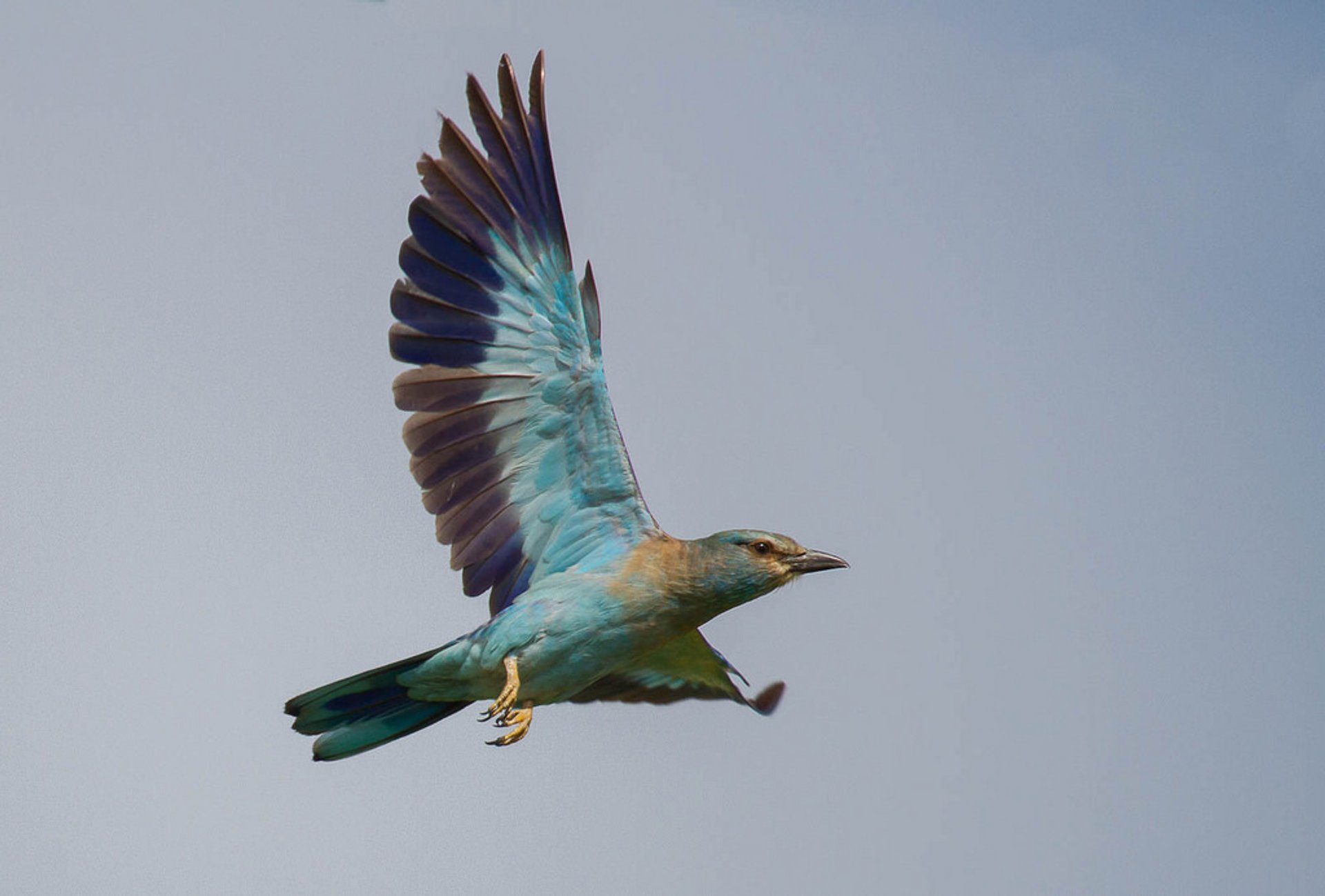 Observation des oiseaux dans le parc naturel Camargue
