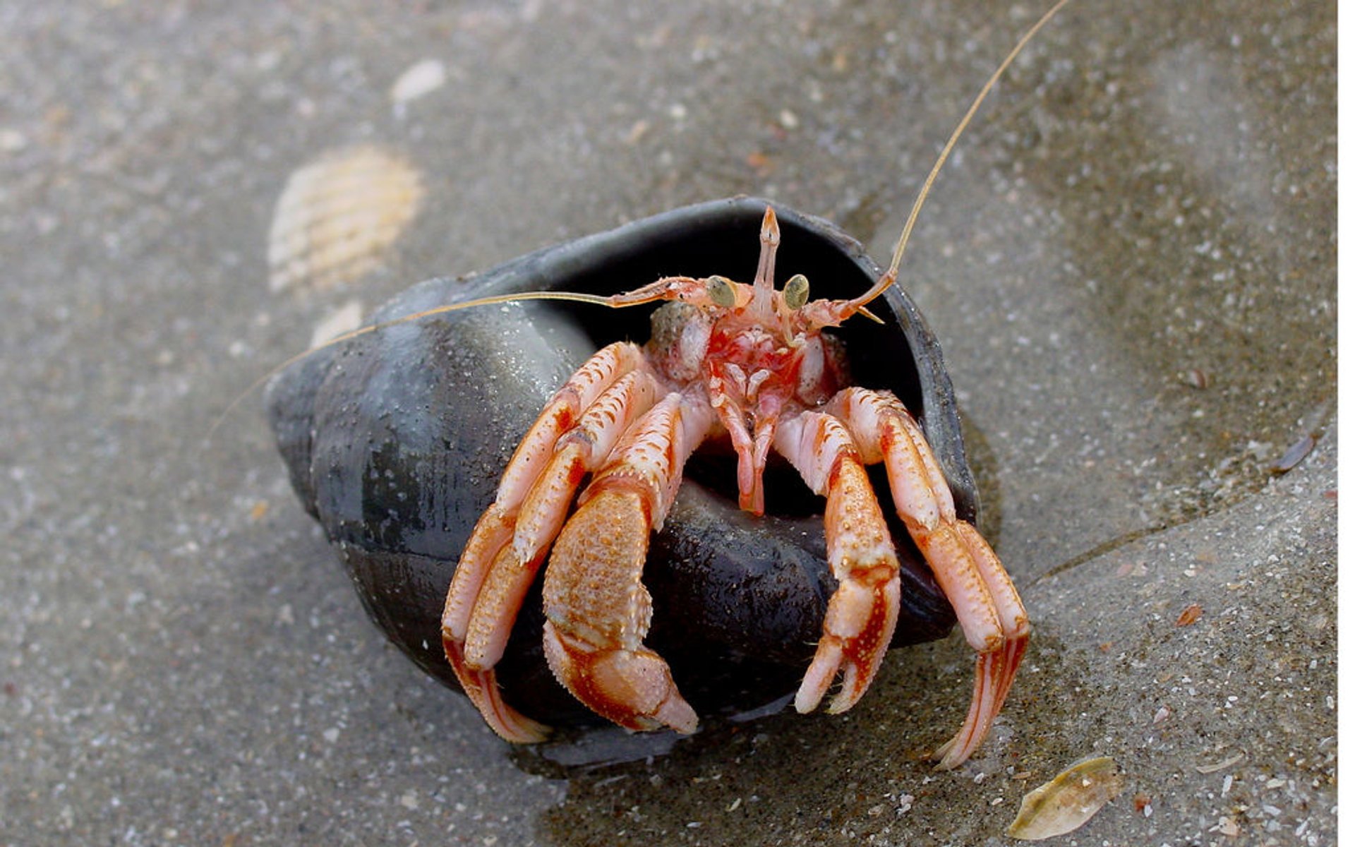 Eastern Scheldt Lobster