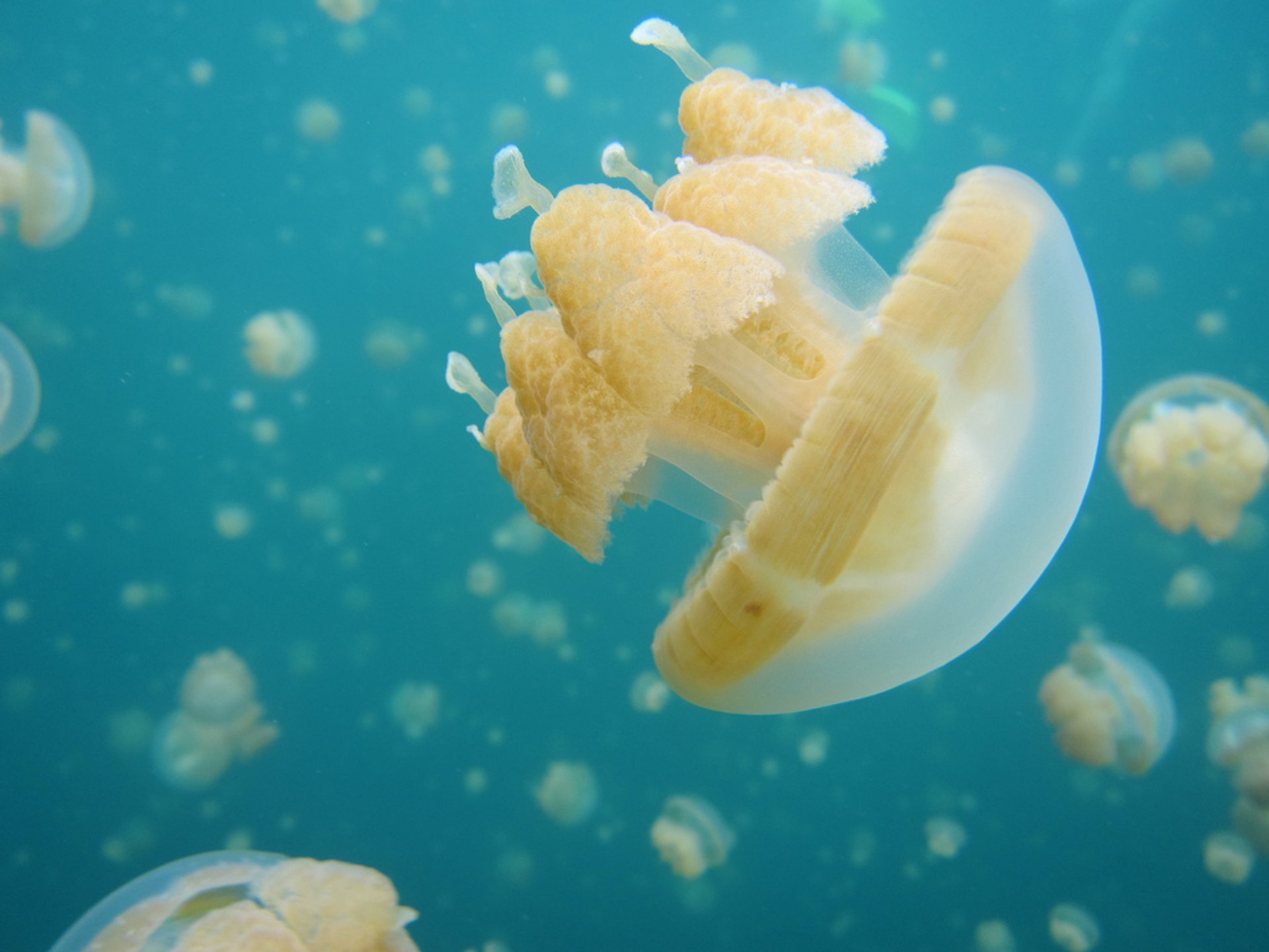 Jellyfish Lake