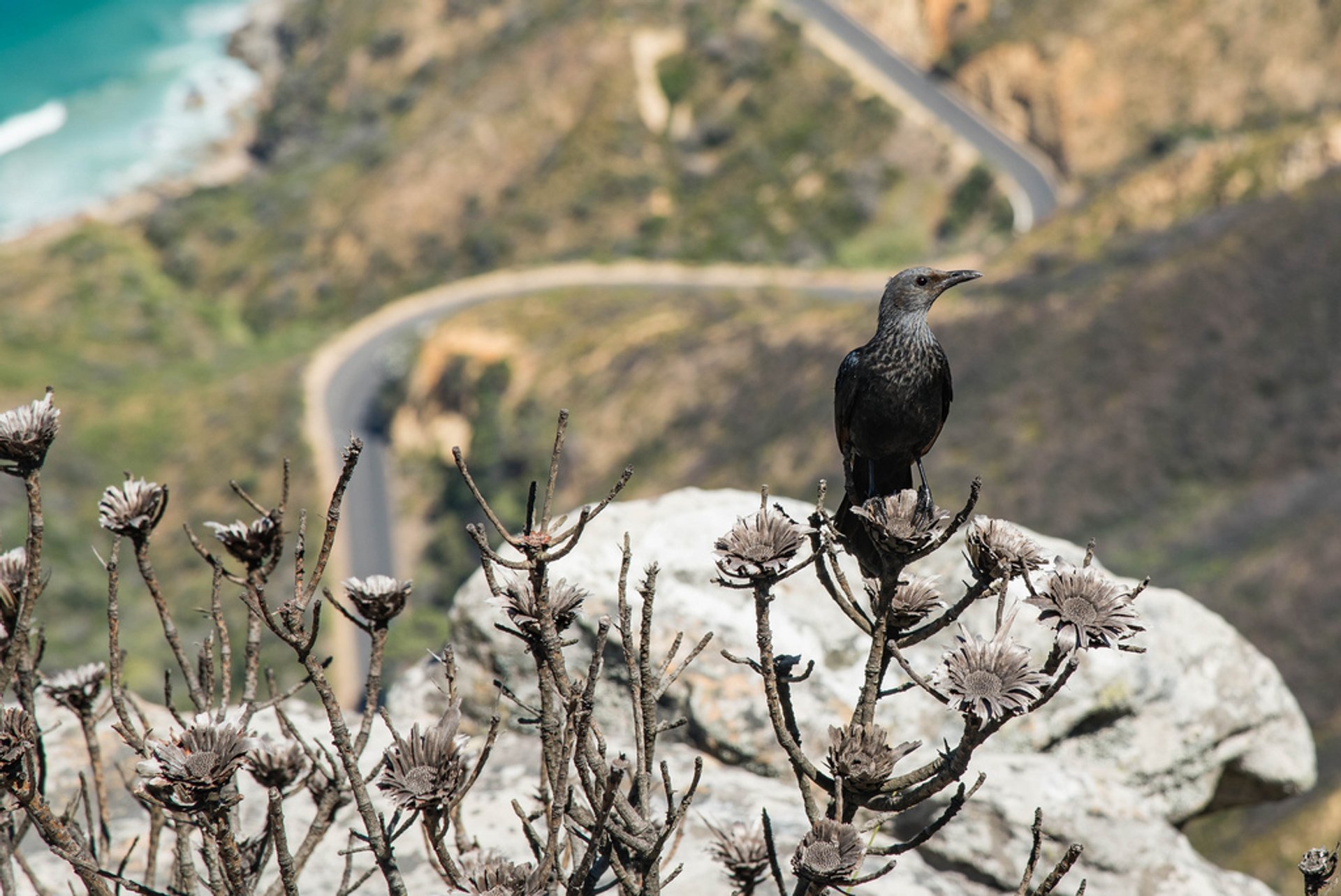 Chapman's Peak Drive