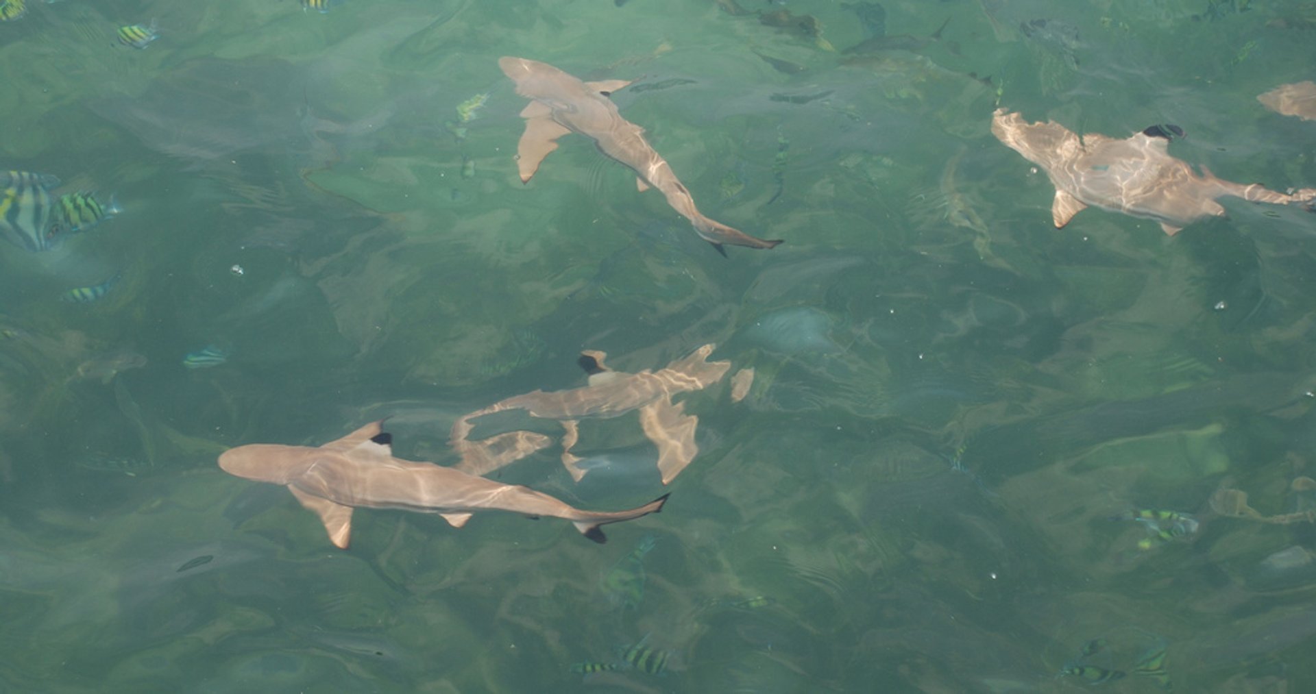 Alimentando a los tiburones bebés