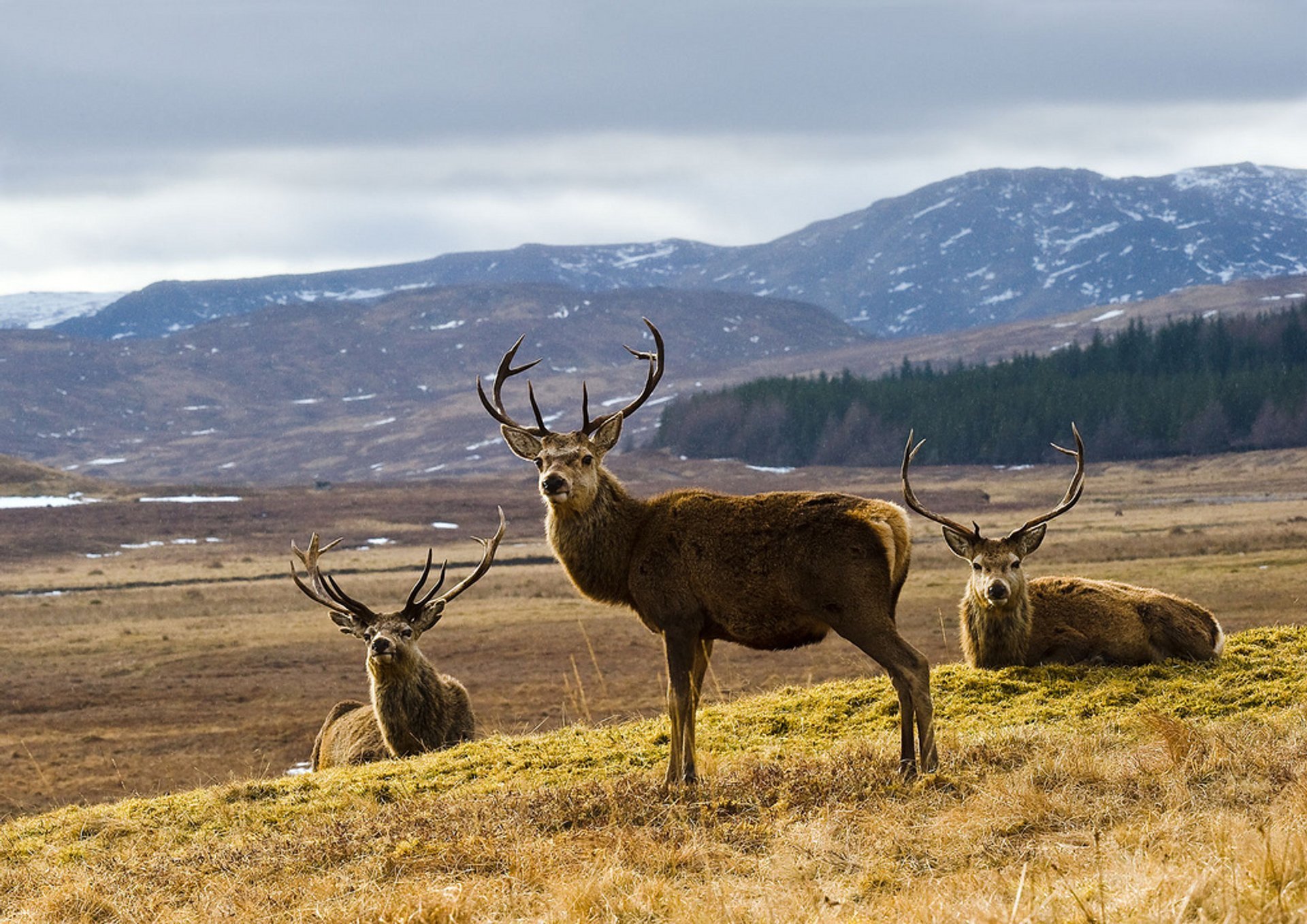 Routage des cerfs élaphe