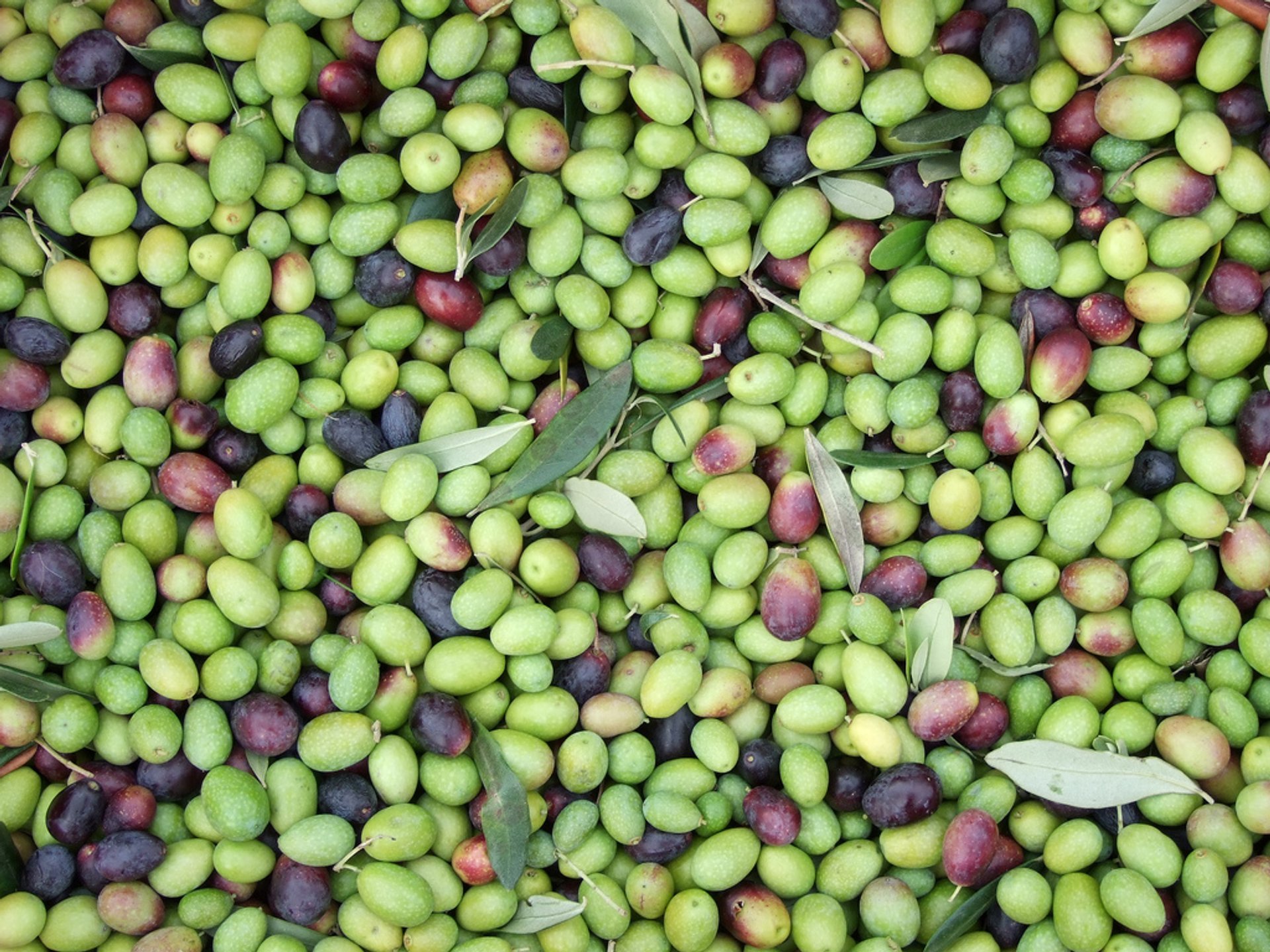 Récolte des olives