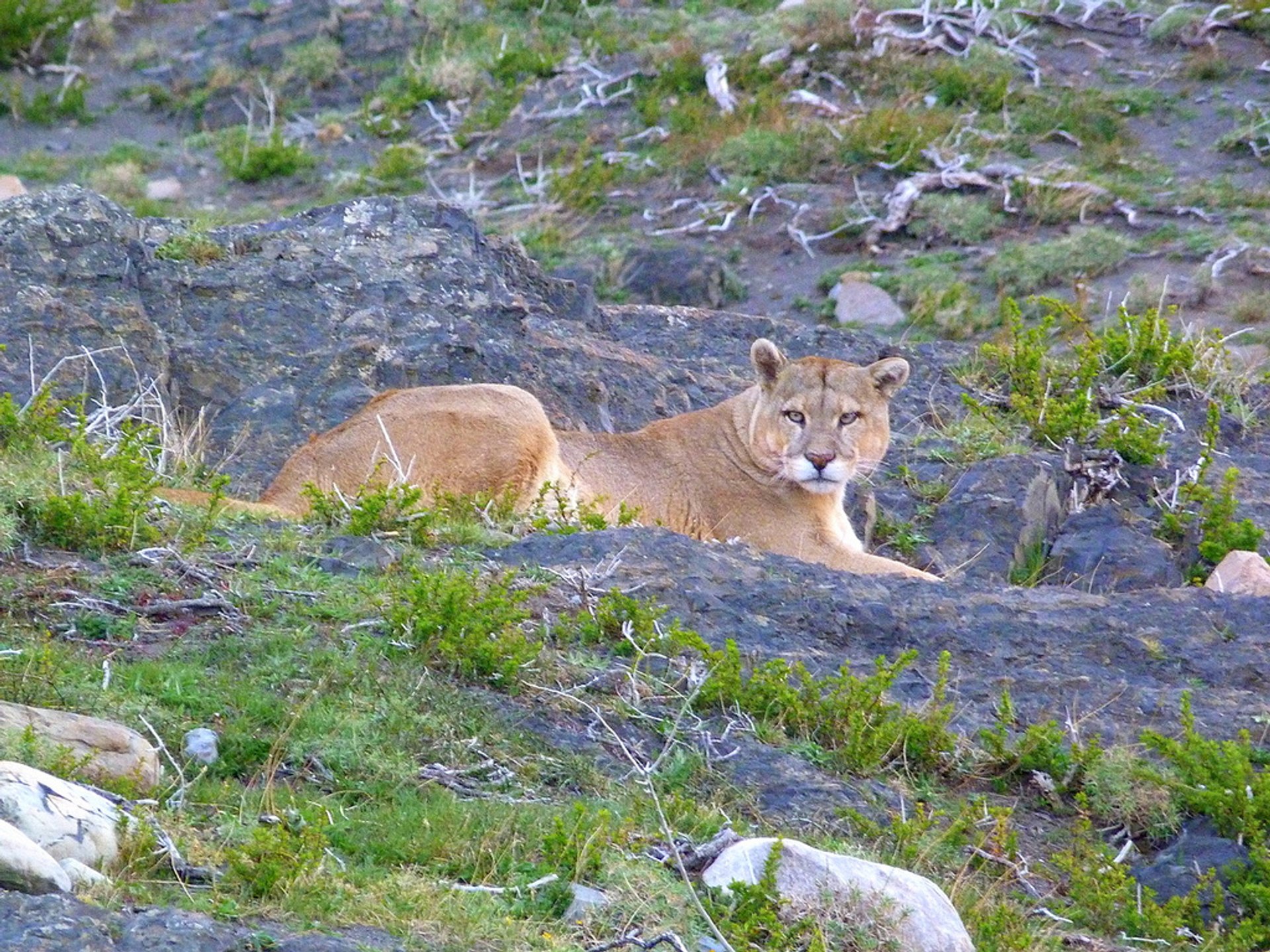 Natura selvatica della Patagonia