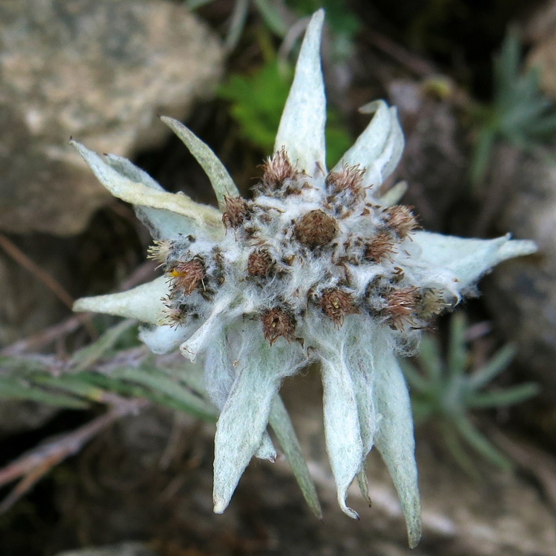 Edelweiss and Gentian Blooming Season