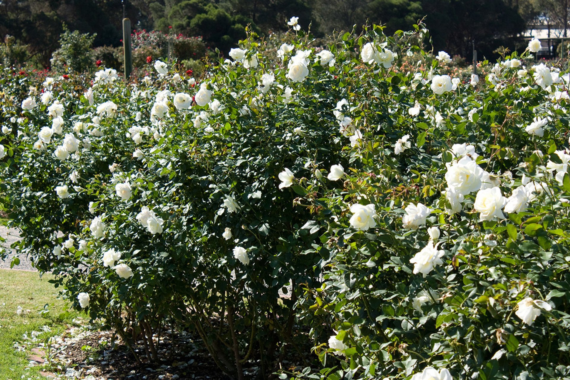 Rose Blooming en Victoria State Rose Garden