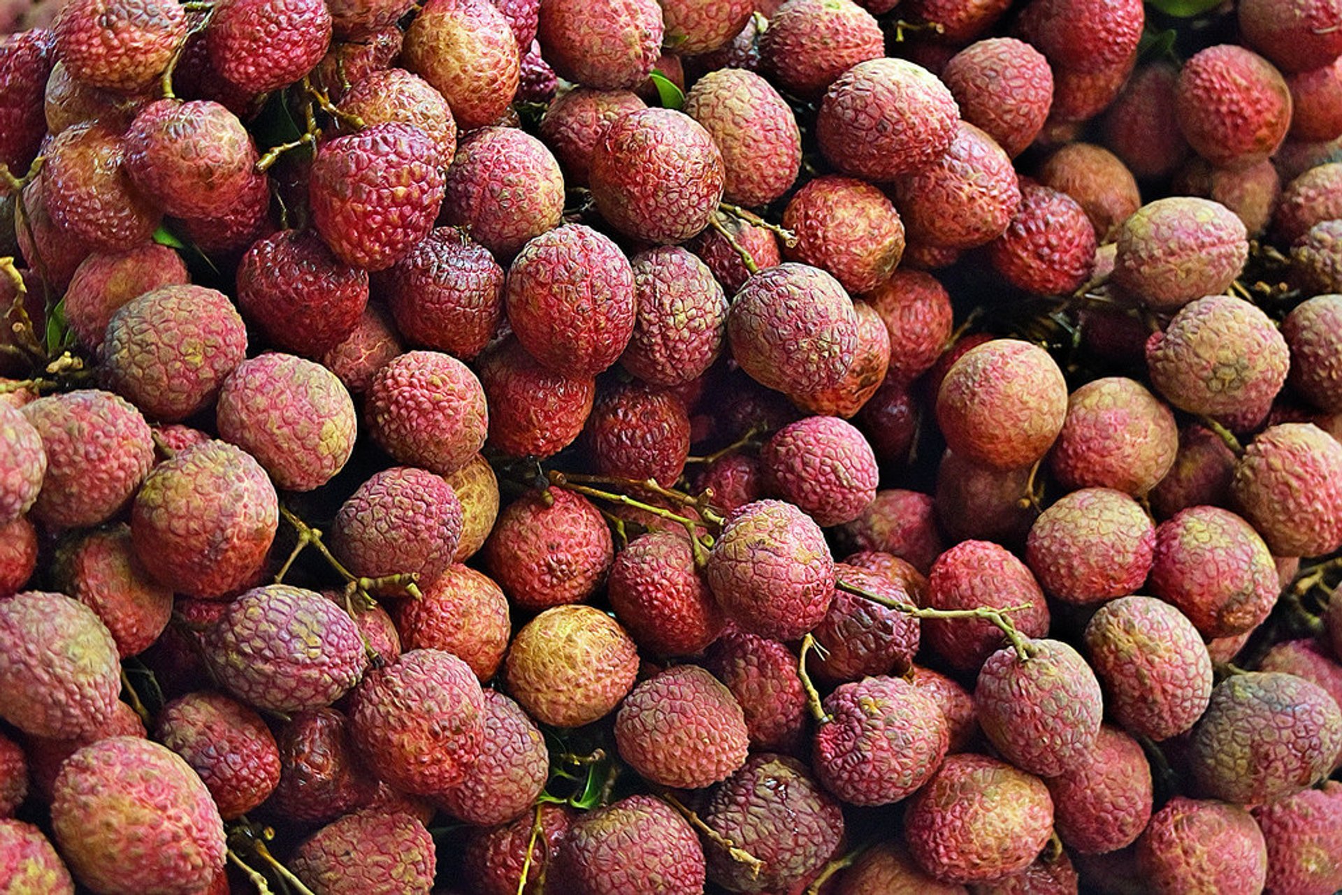 Litchi (Lychee)