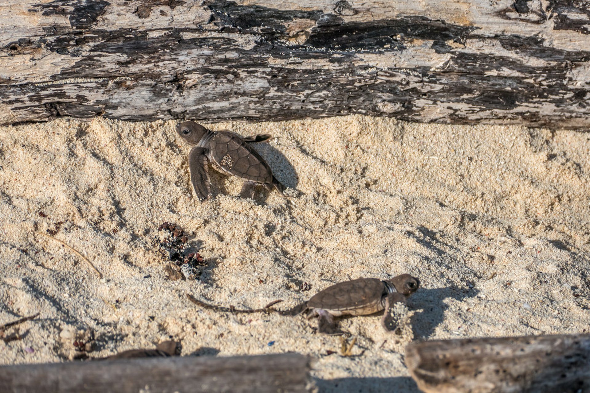 Le tartarughe di mare hatchlings