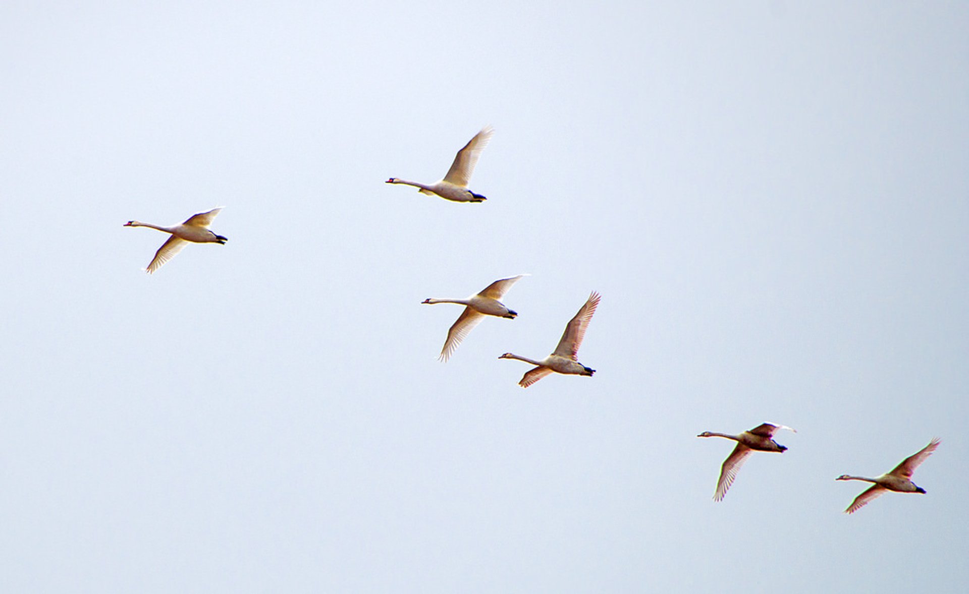 Birds Migration 
