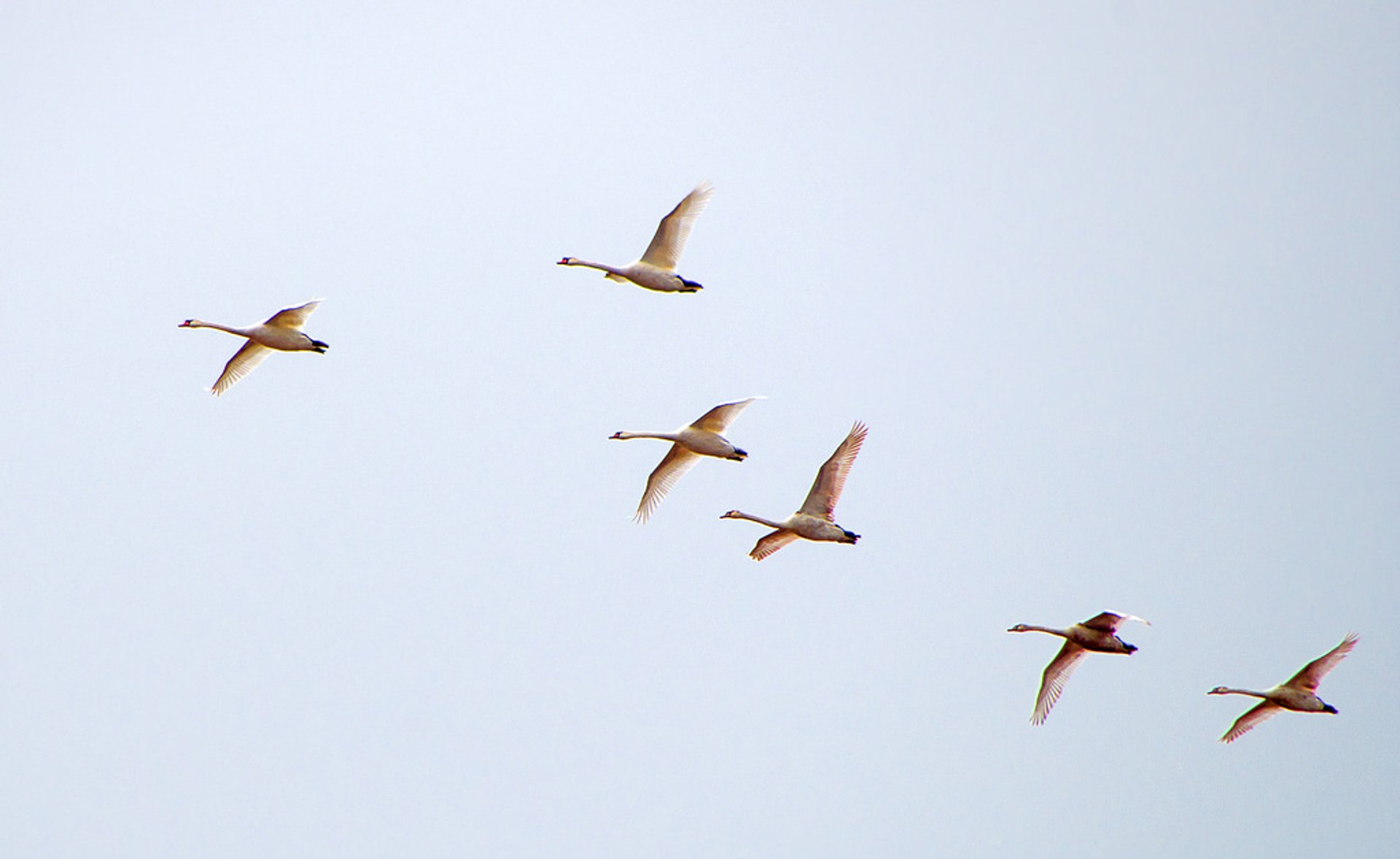 Vogelwanderung