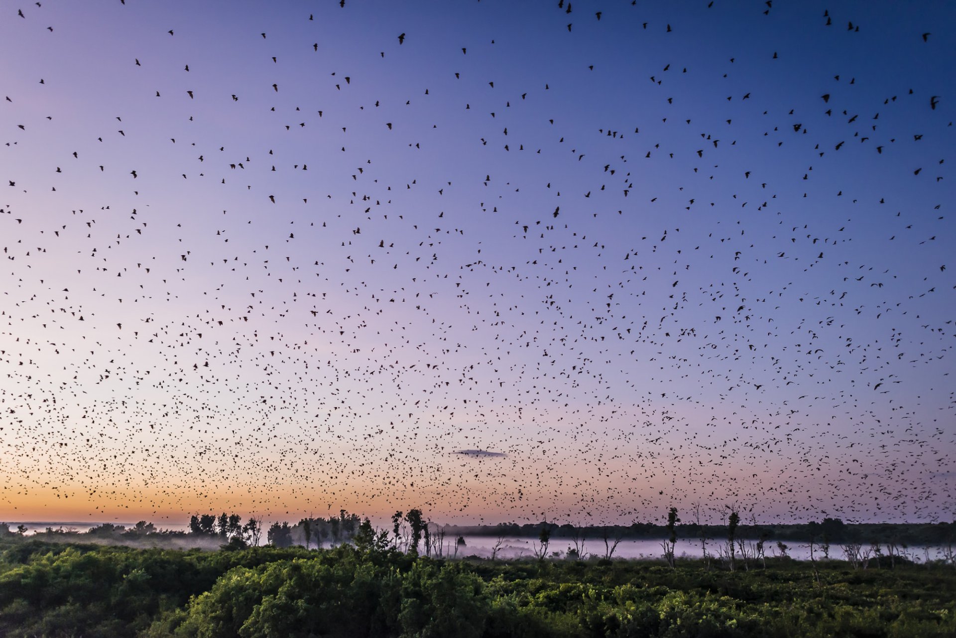 Migración de murciélagos