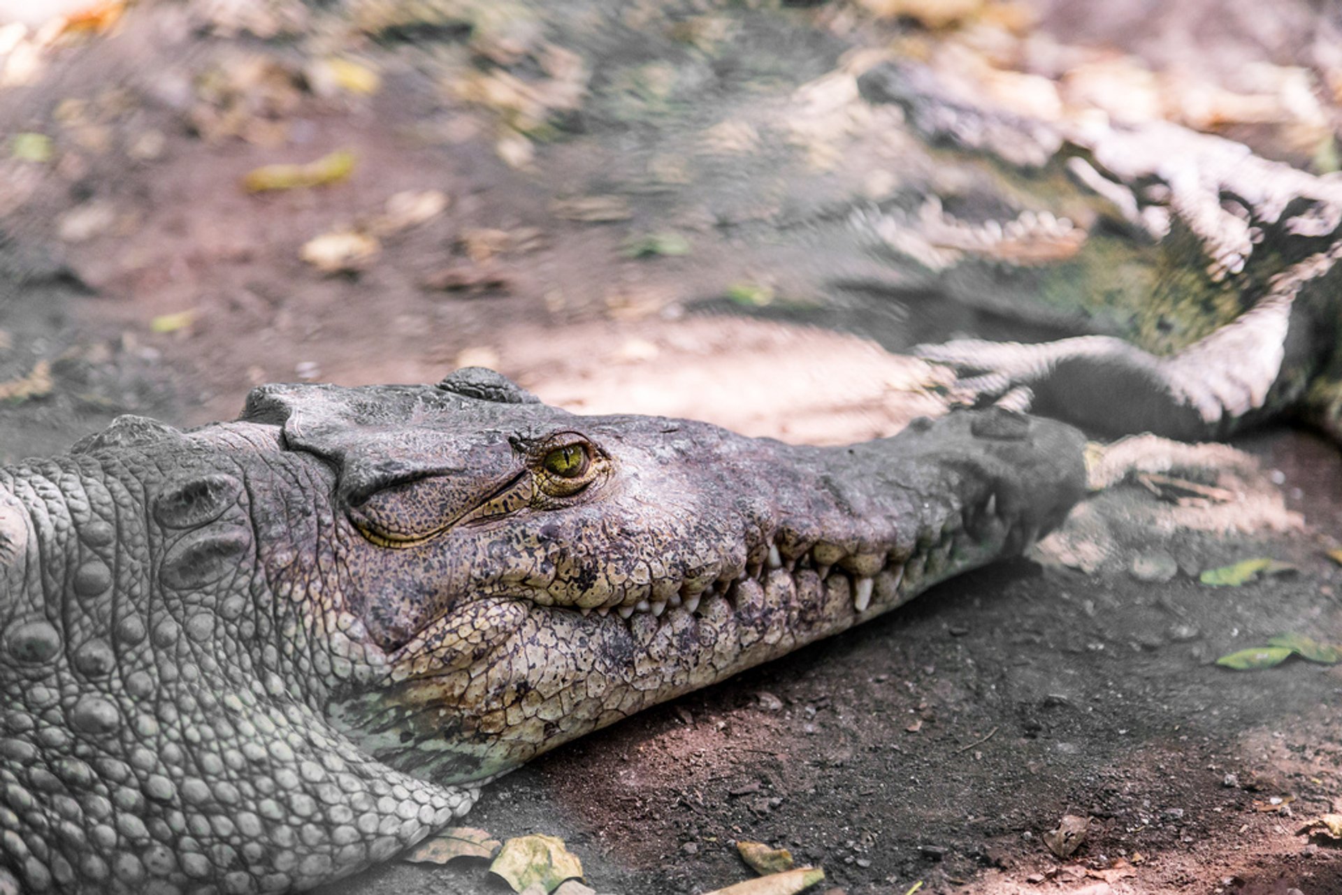 where to see crocodiles in cancun