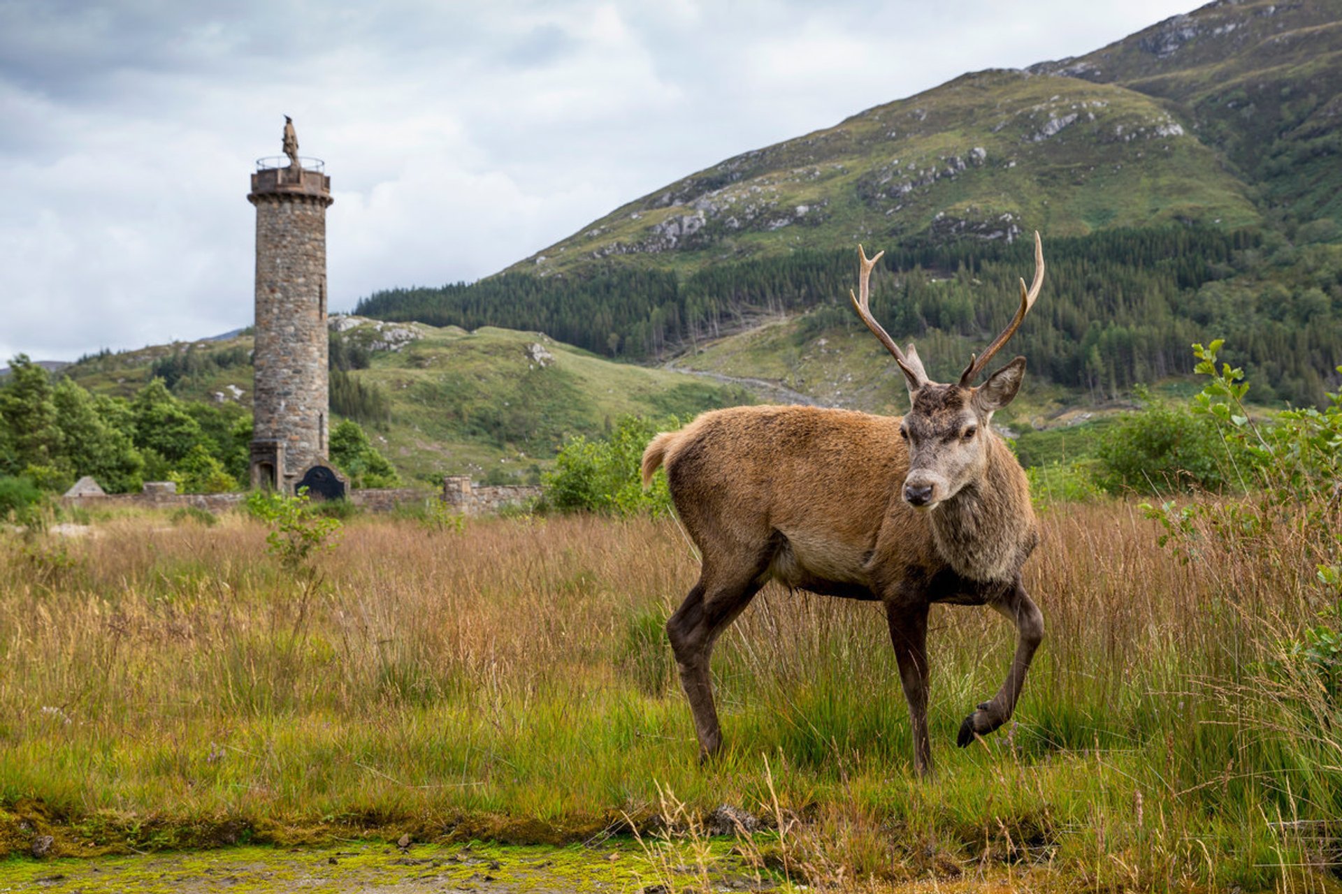 Routage des cerfs élaphe