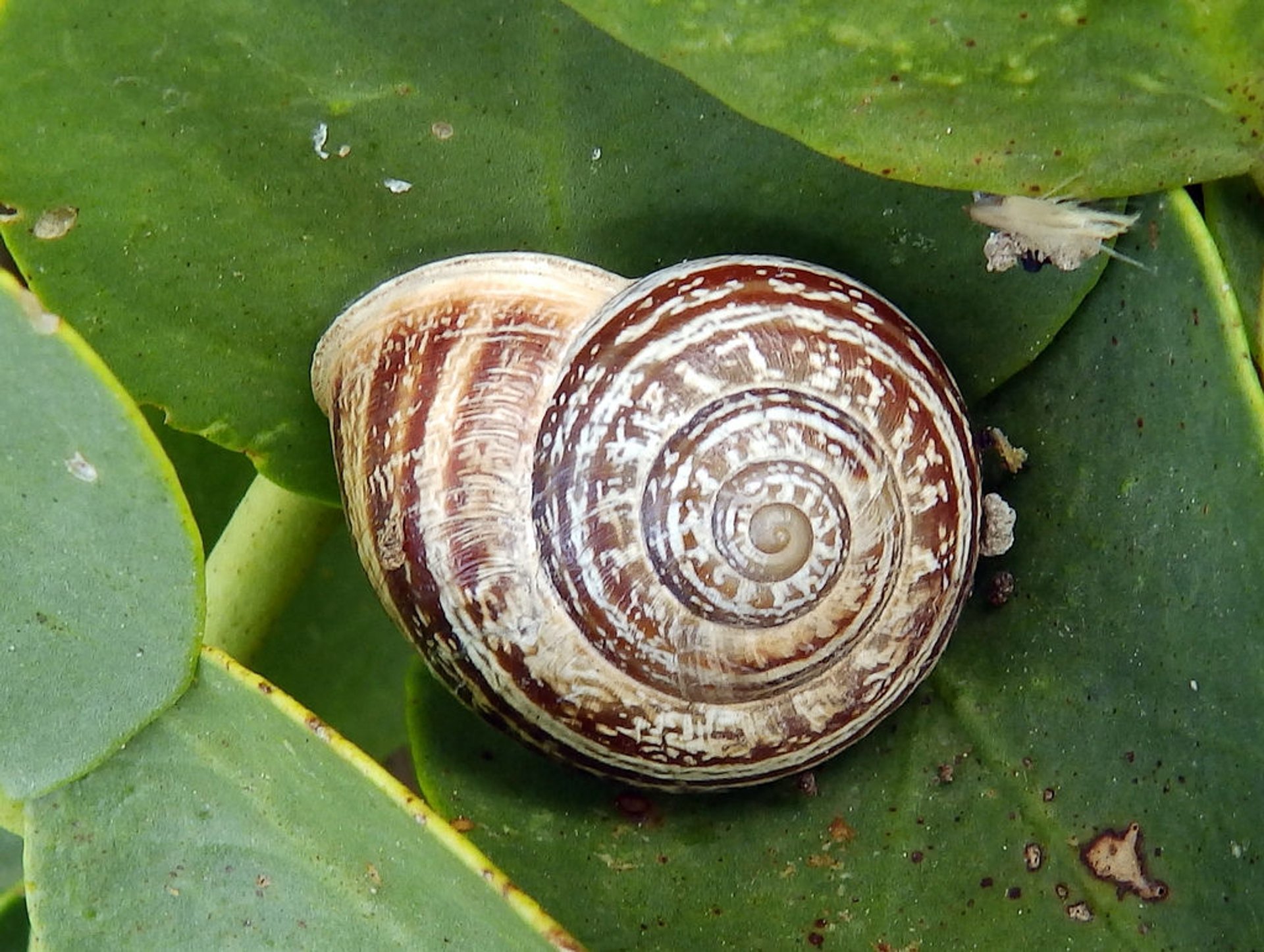 Snail Season
