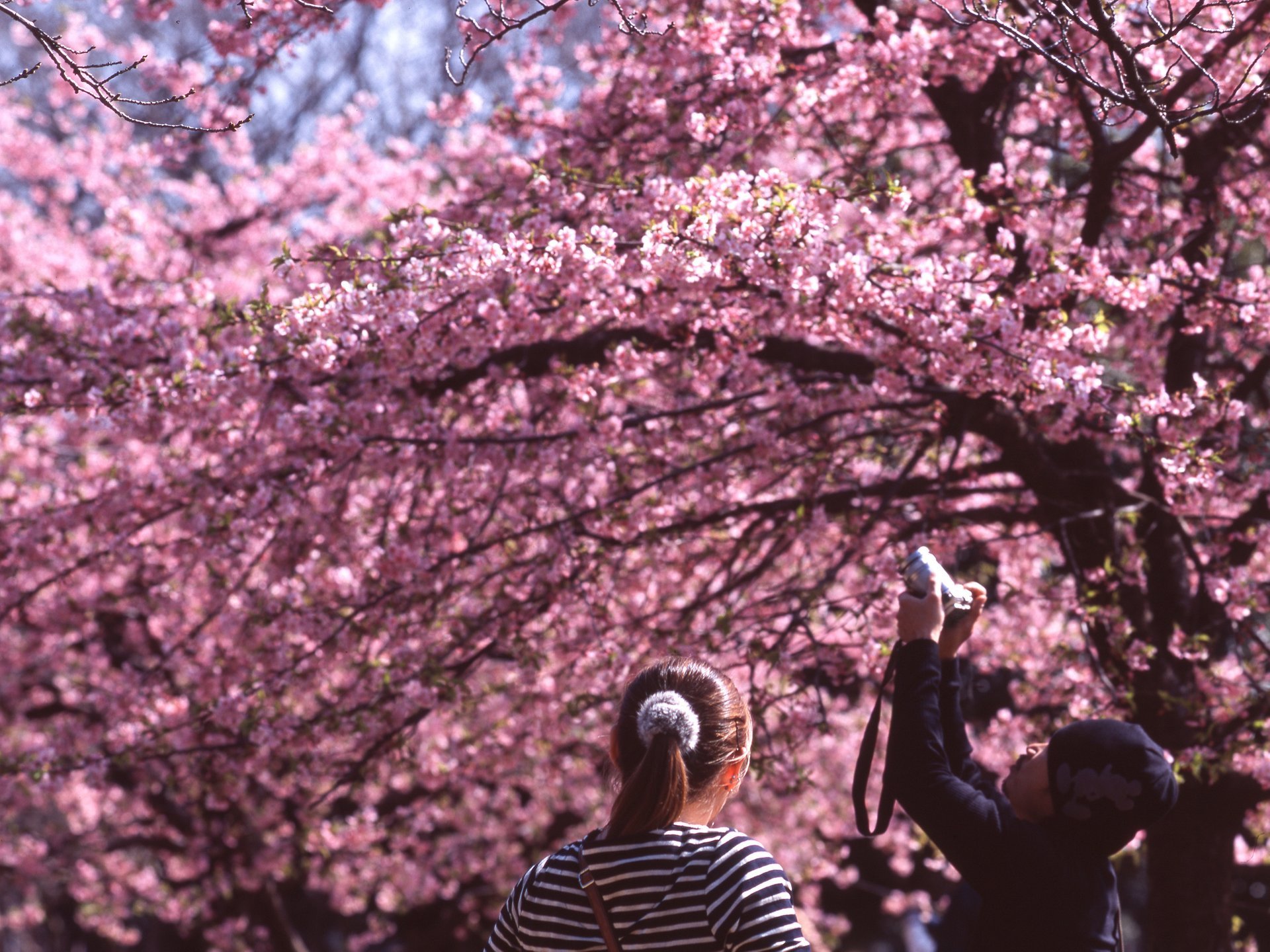 La floración de los cerezos en Tokio vuelve a alcanzar un récord de  antelación