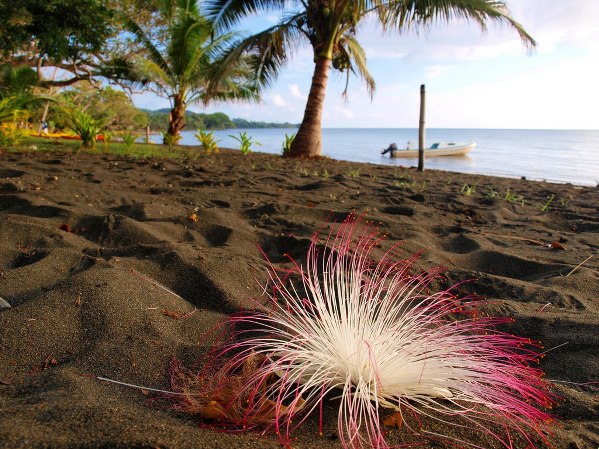 Fish Poison Tree (Vutu)