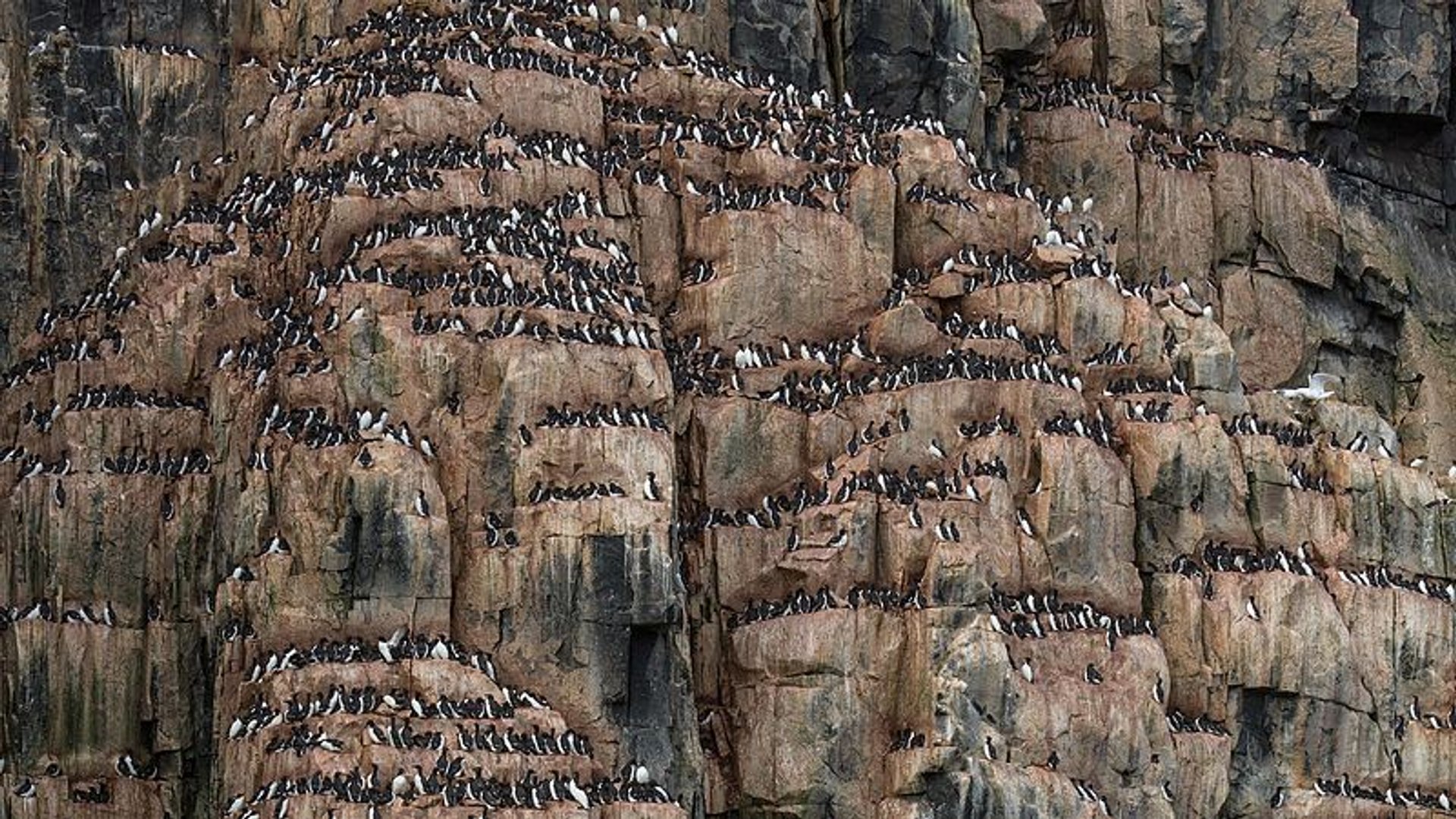 Bazar de pájaros Guillemot de Brunnich