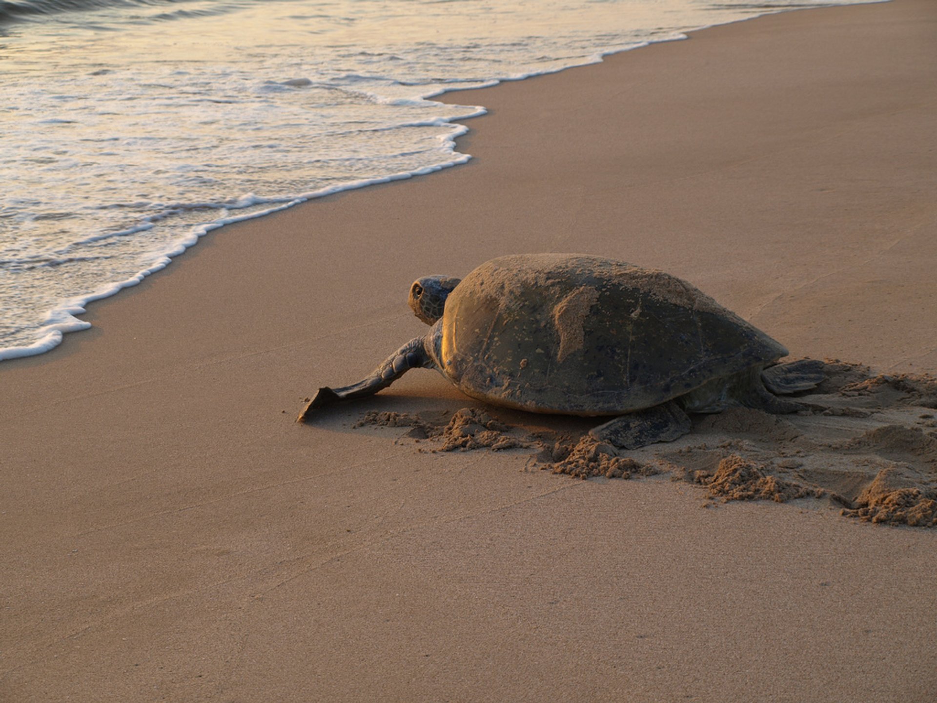 Nidification et éclosion des tortues