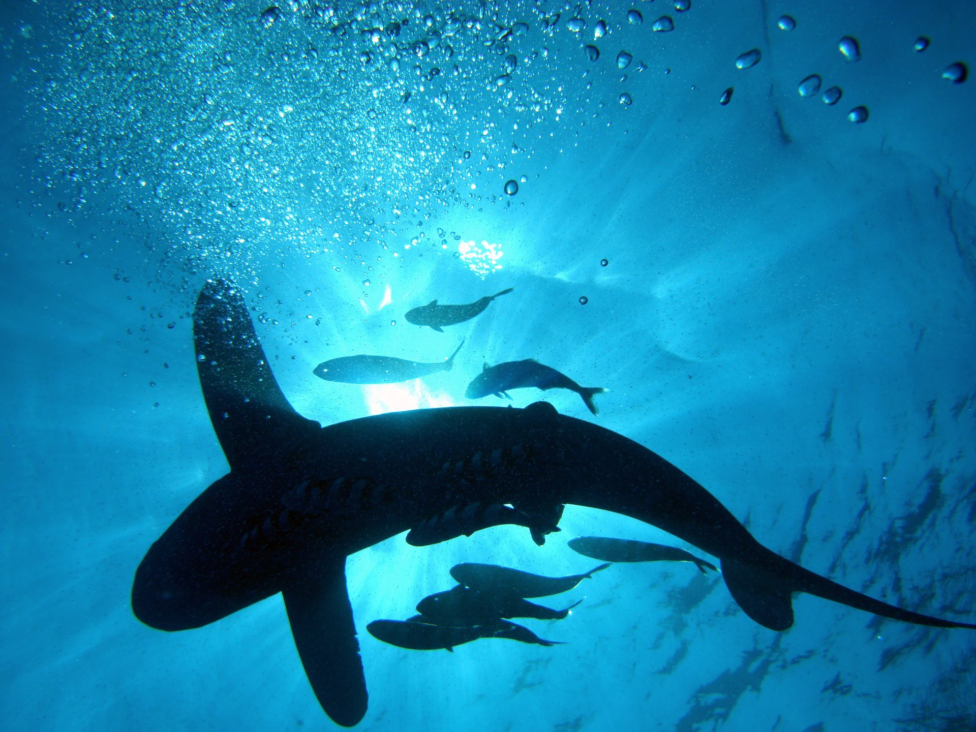 Tiburones en el Mar Rojo