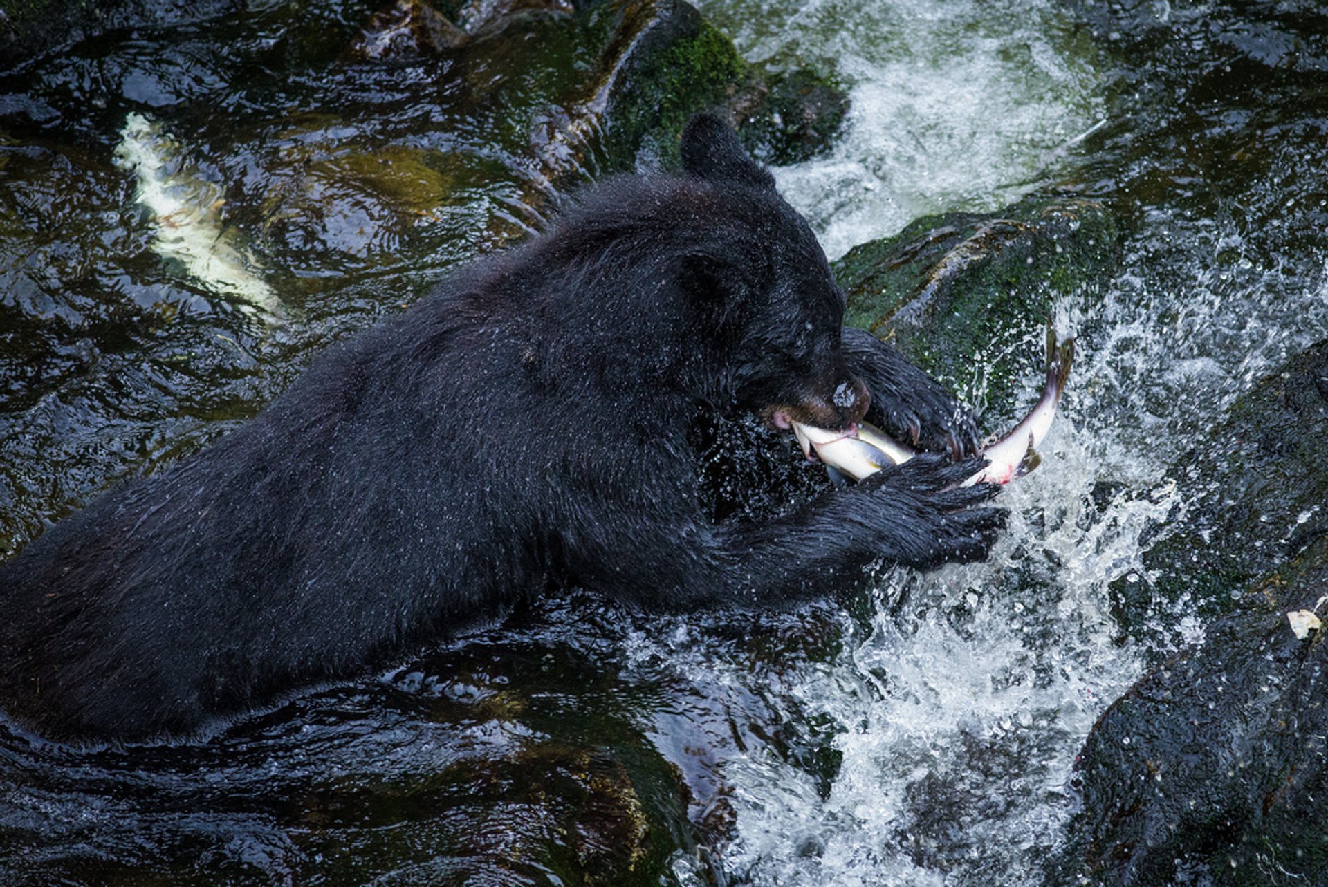 Observación de osos