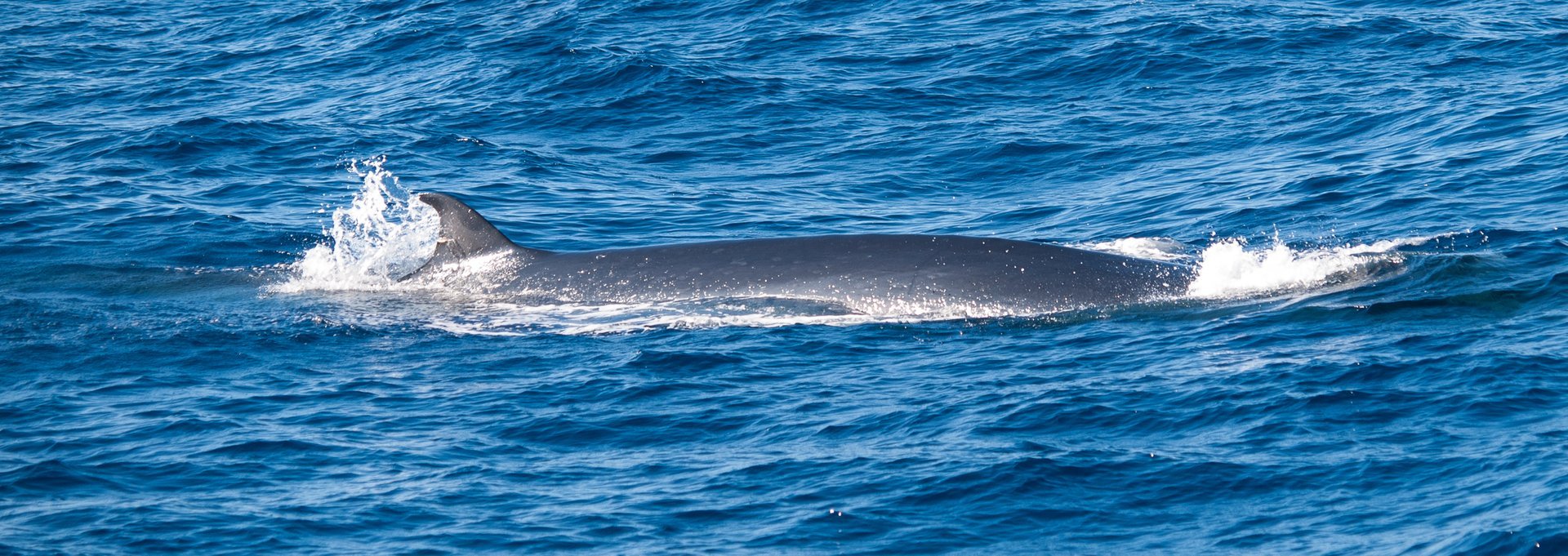 moneda la seguridad posterior Observación de delfines y ballenas en Gran Canaria, 2023