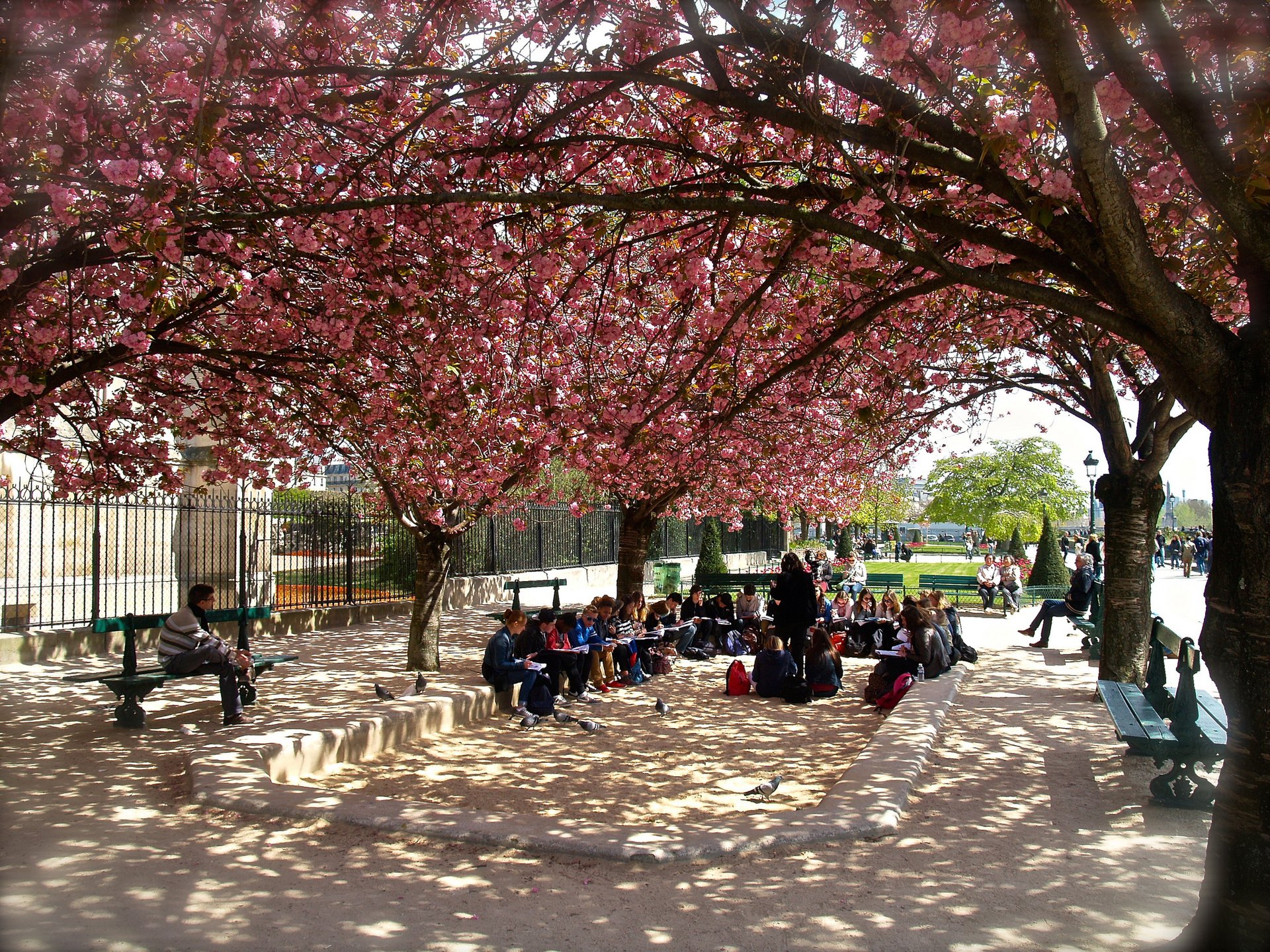 Cerezos en flor