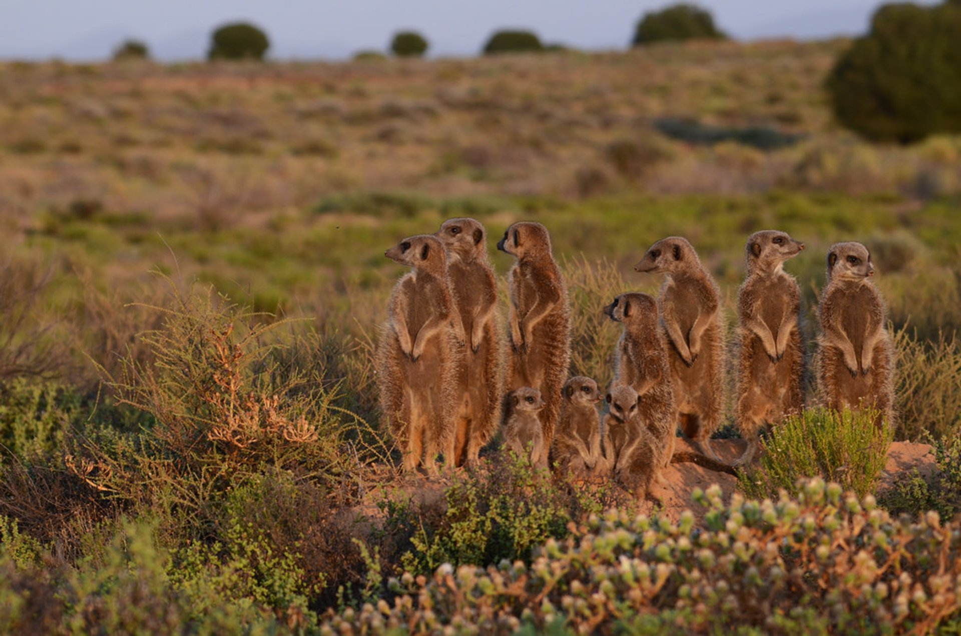 Meerkat Maravilla al amanecer