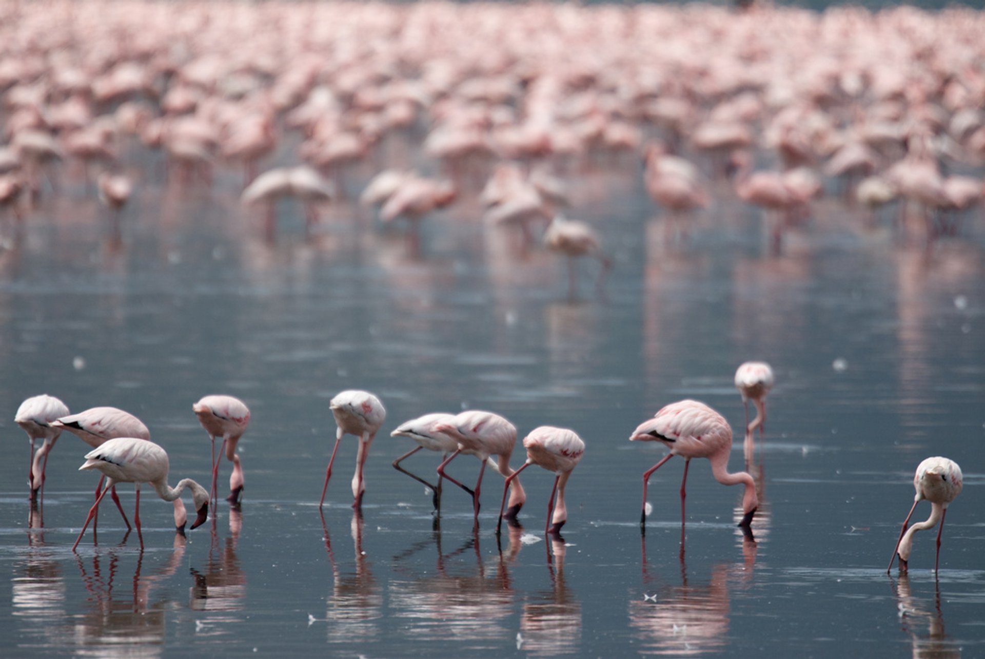 Flamingos nos Lagos do Vale do Rift