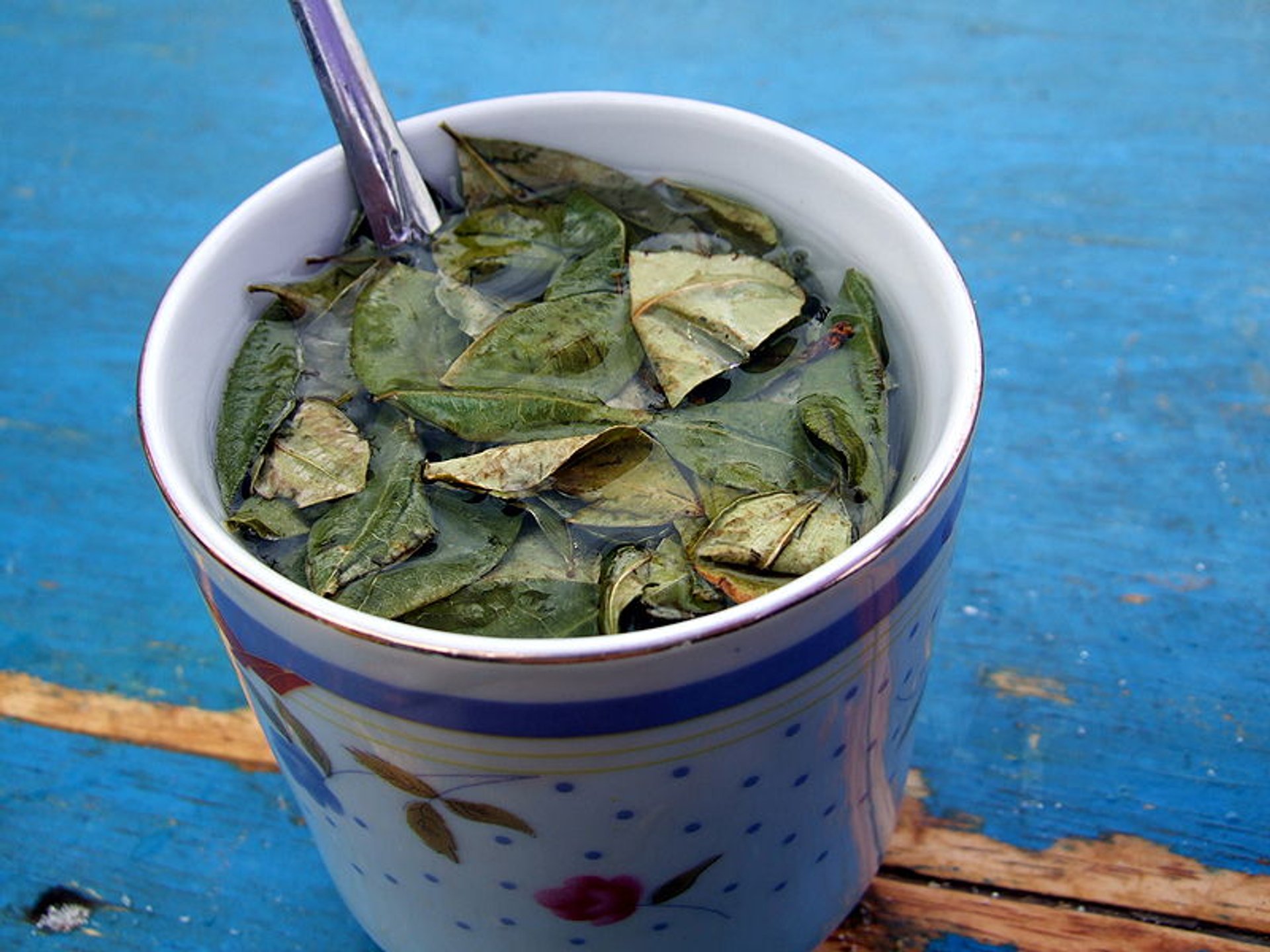 Récolte des feuilles de coca