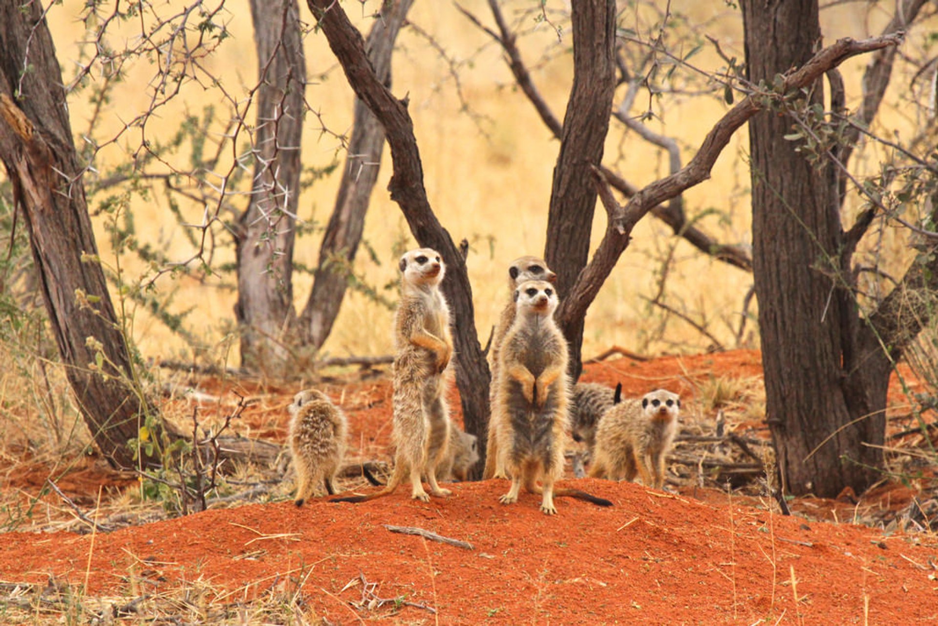 Meerkat Maravilha ao nascer do sol