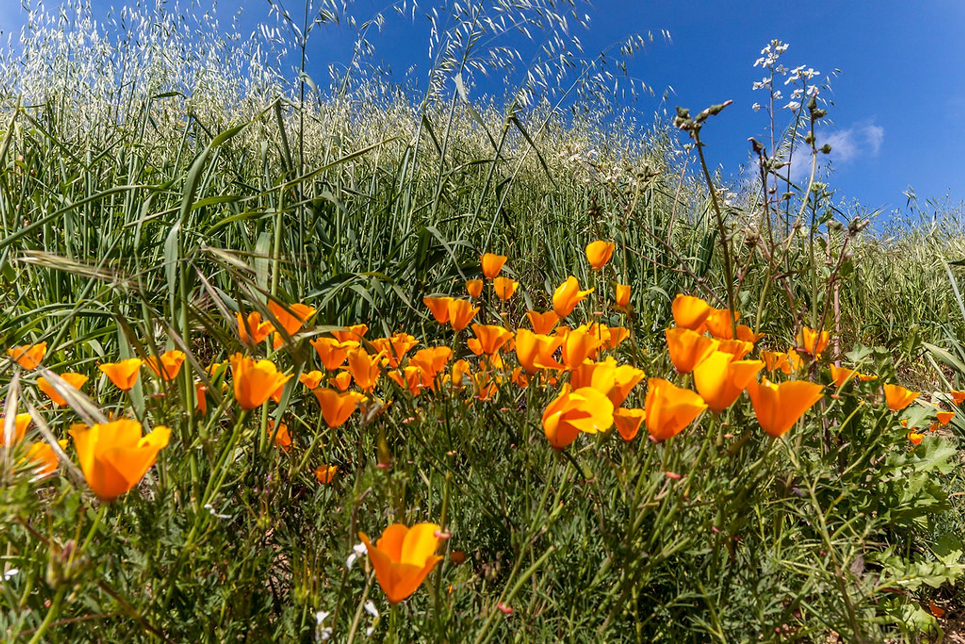 Fiori selvatici di Chino Hills State Park