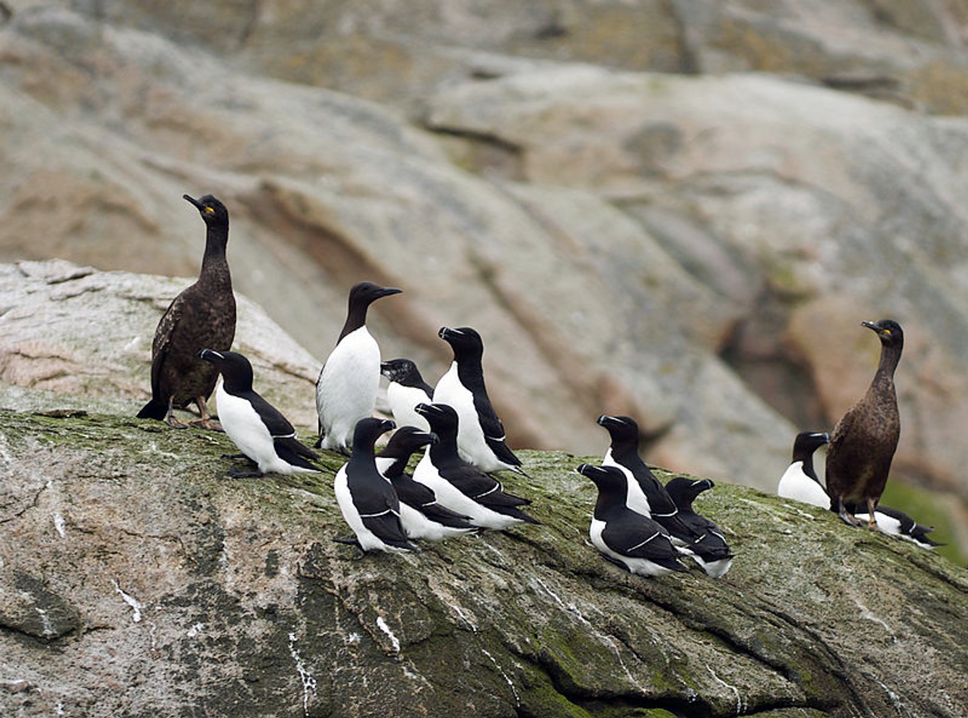 Le bazar d'oiseaux Guillemot de Brunnich