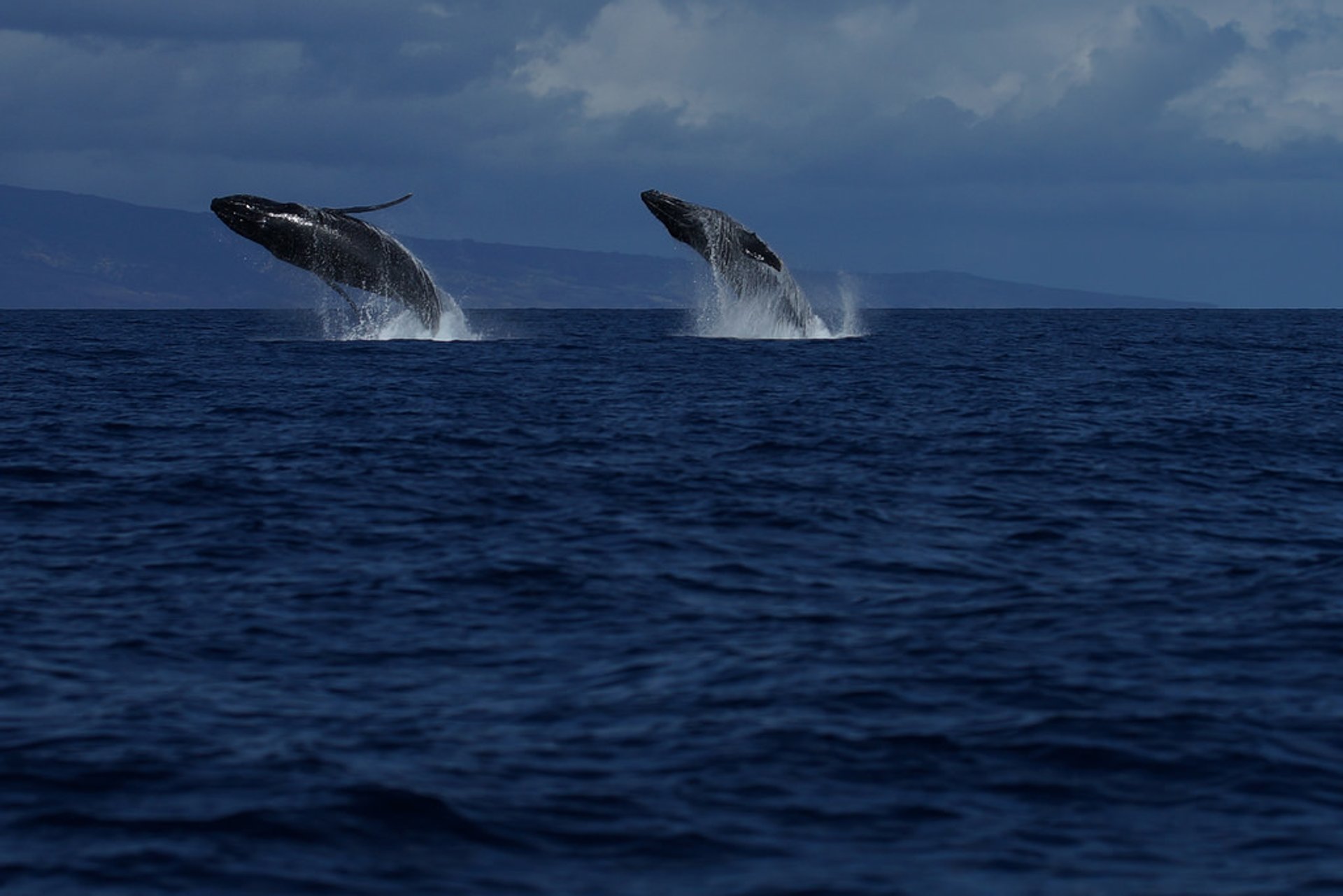 Observation des baleines