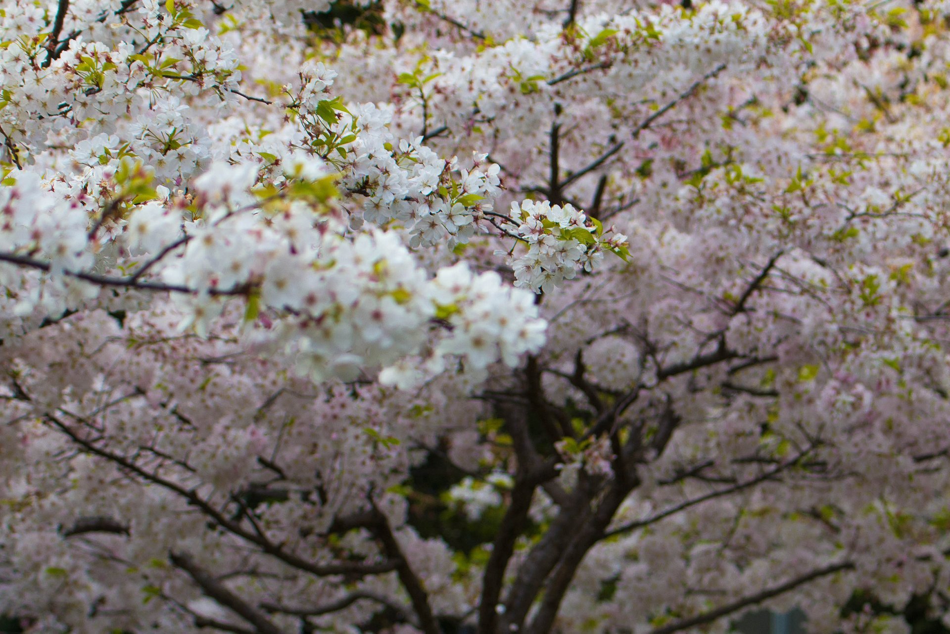 Los cerezos en flor, blanco, árbol de cerezo, flor, fruto, la