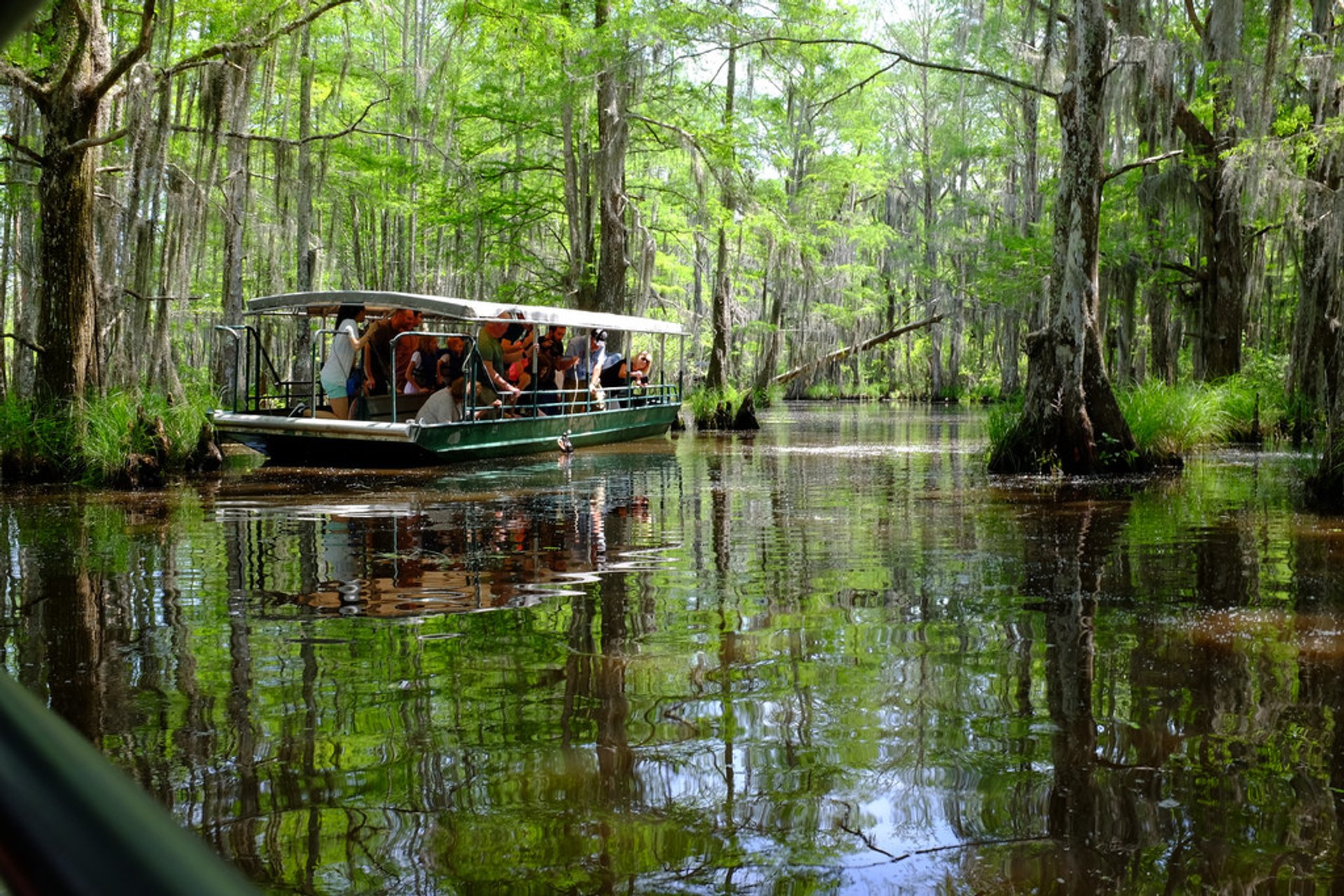 Swamp Tours