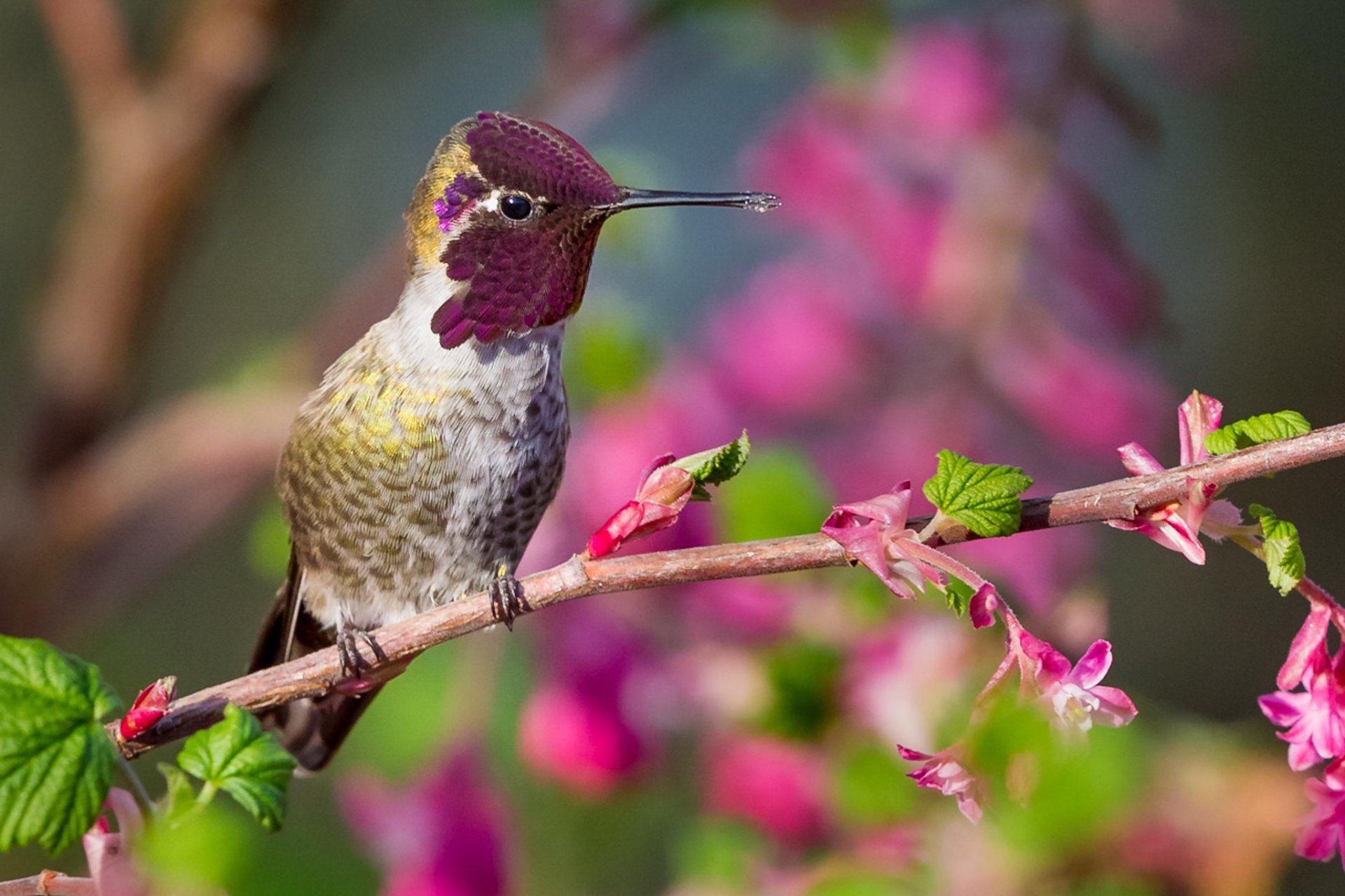 Colibris em Seattle