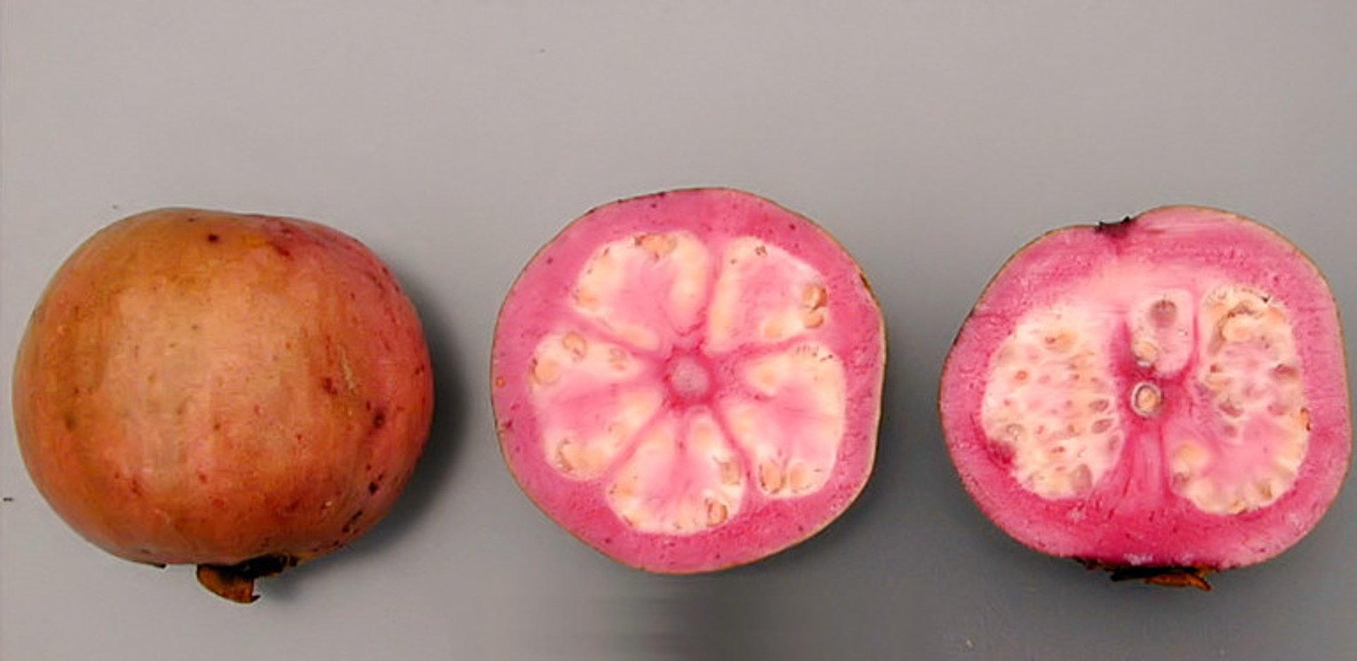 Stagione della guava