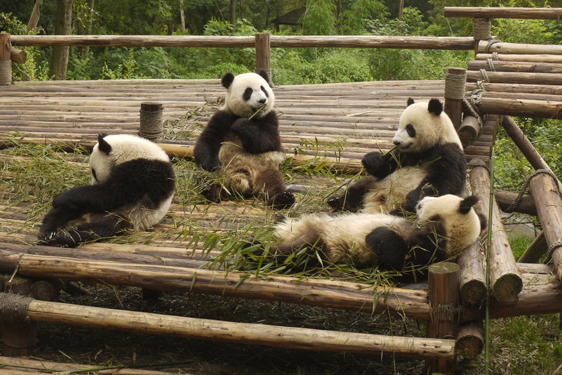 Pandas géants