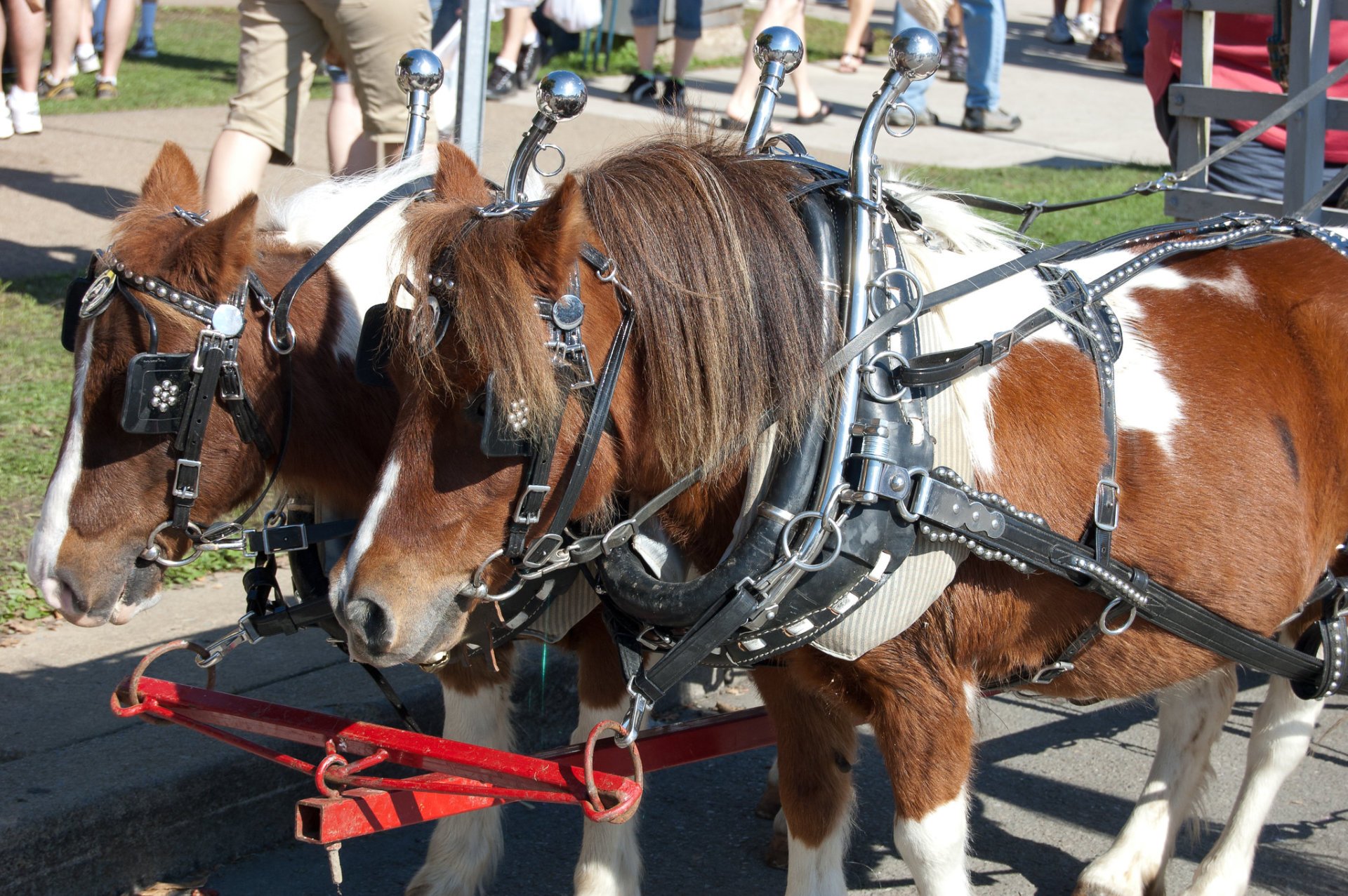 Franklin Applefest