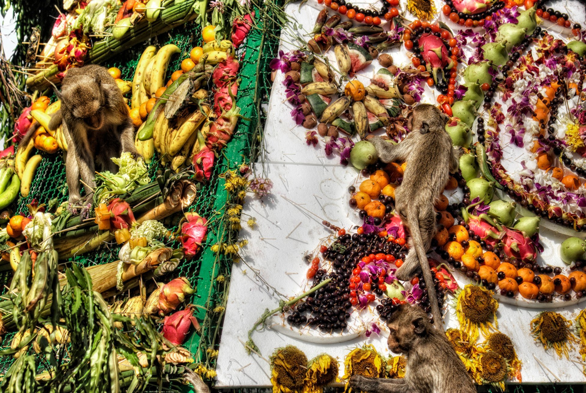 Lopburi Monkey Banquet Festival