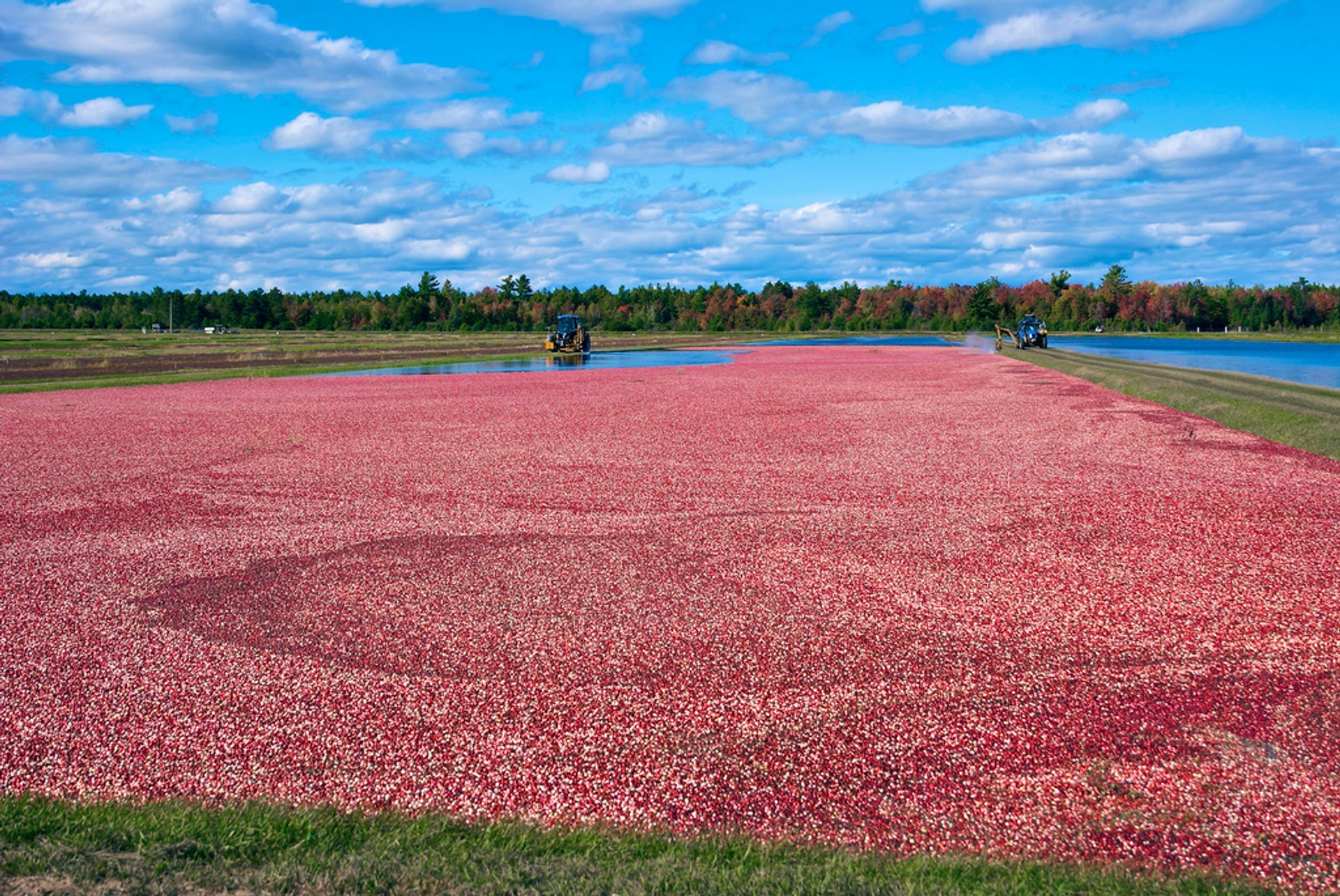 Cosecha de arándanos de Wisconsin