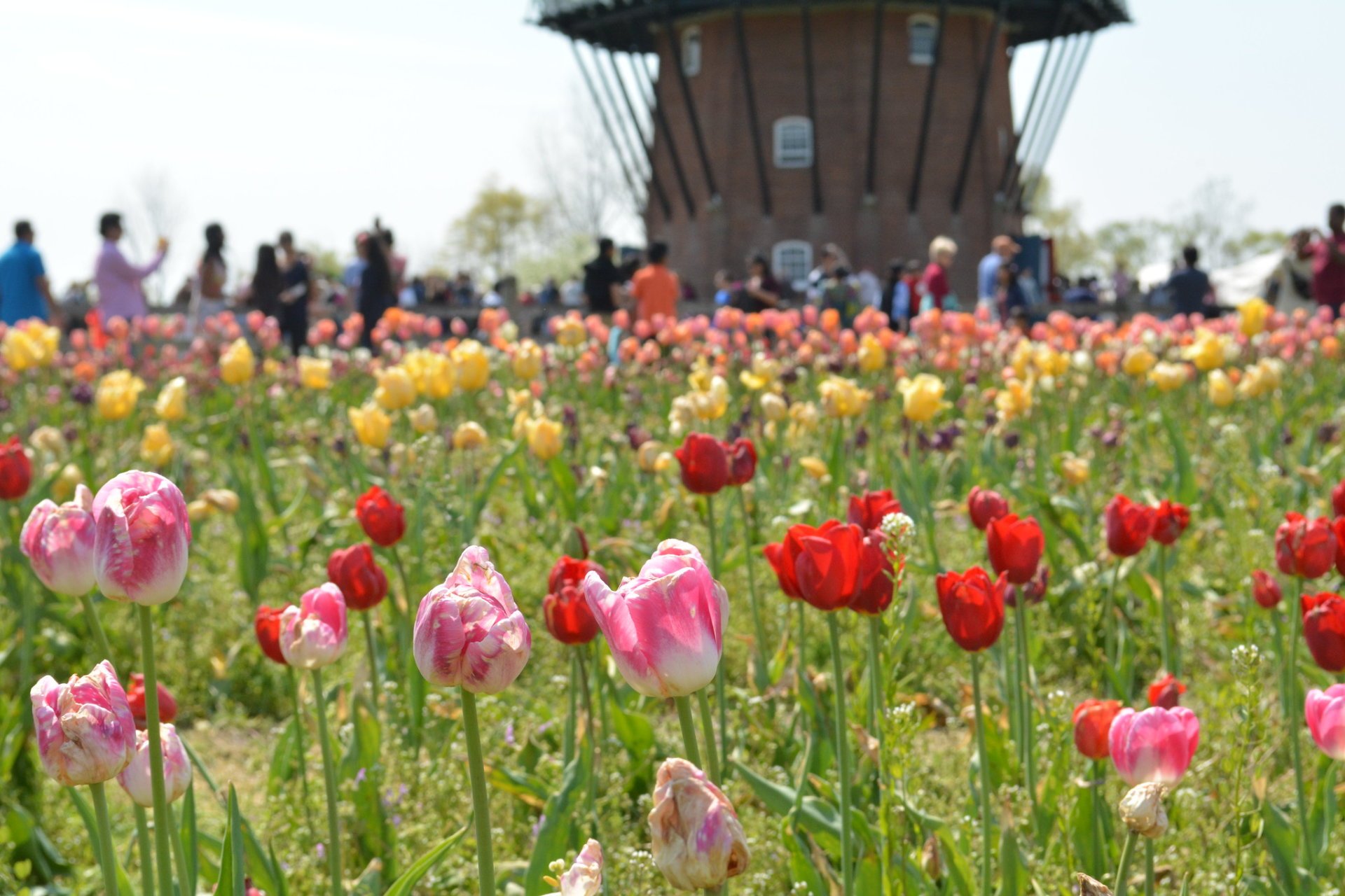 Festival del Tiempo de los Tulipanes de Holanda