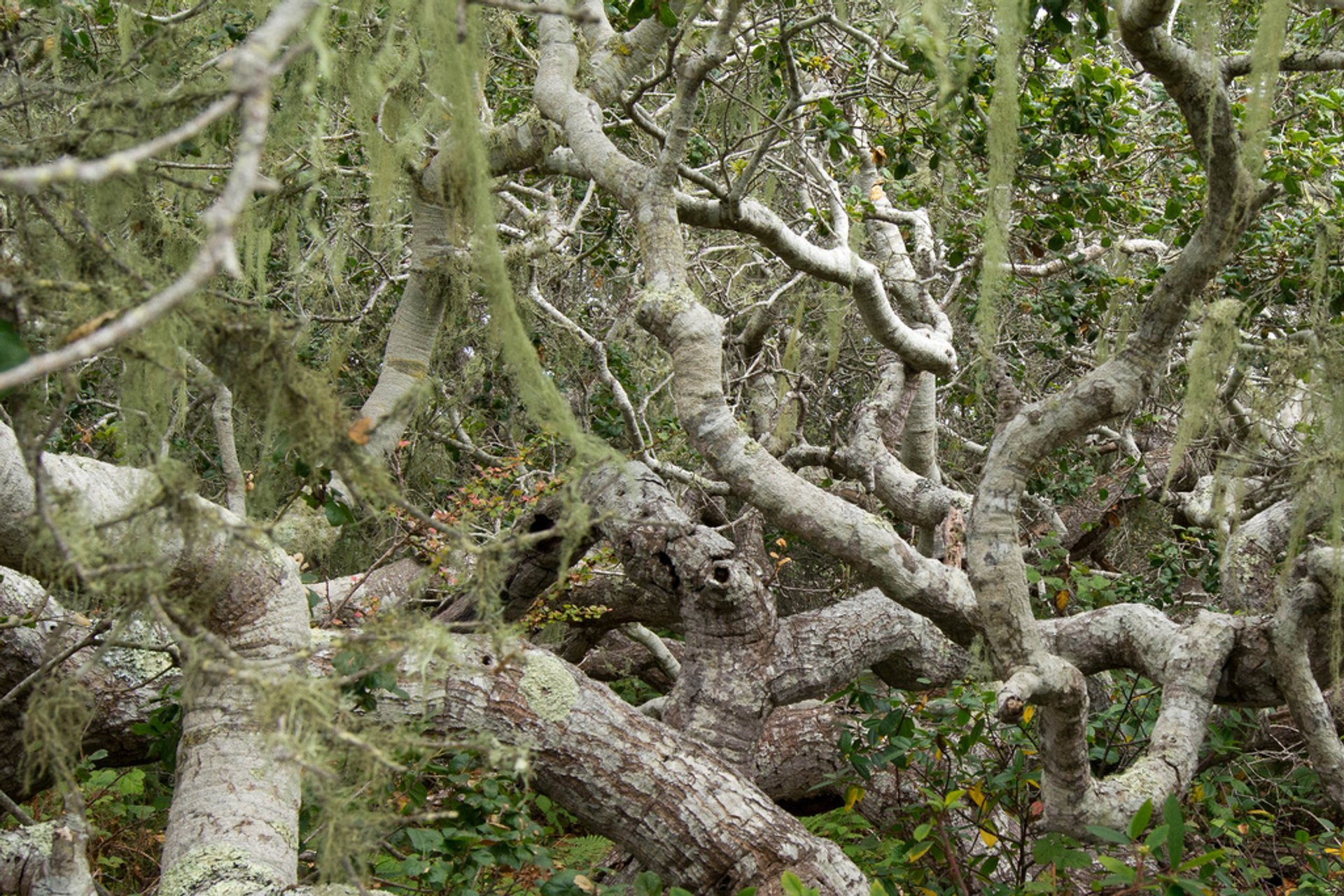 Elfin Forest Recreational Reserve