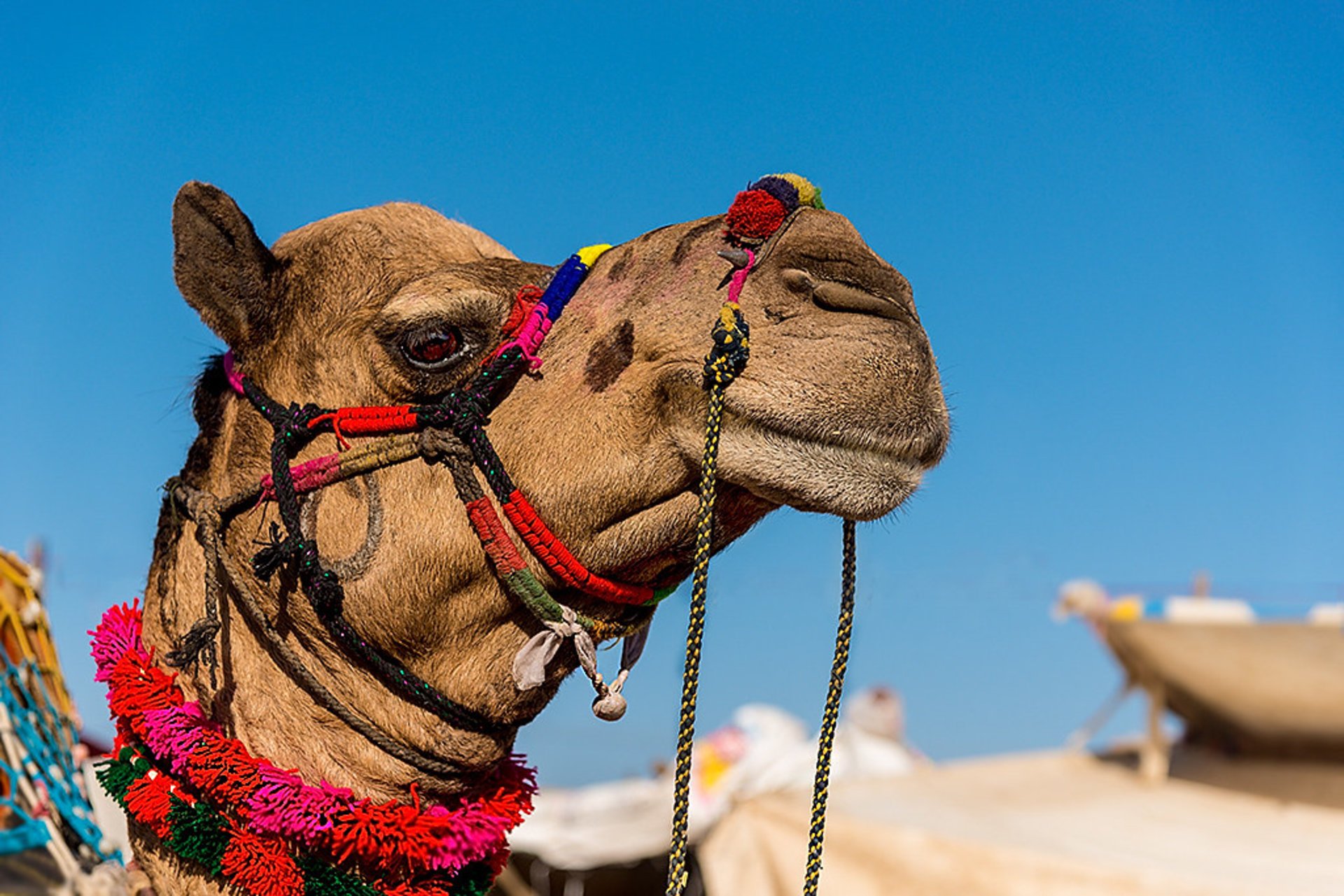 Pushkar Mela (Feria de camellos)
