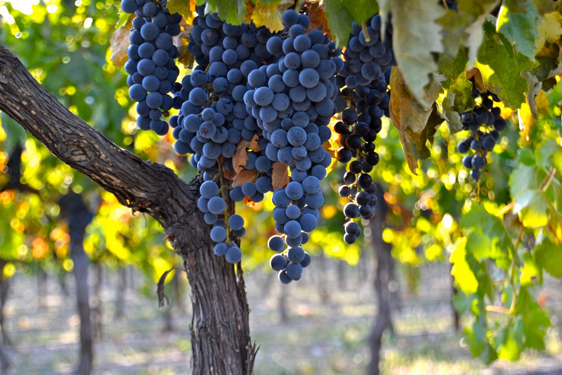 Vente de raisins de vin
